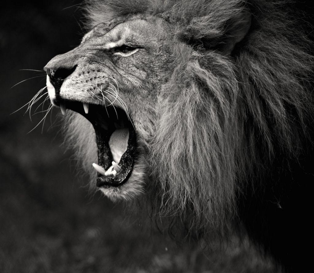 1024x889 Free download Lion Roar Black And White wallpaper [1024x889]