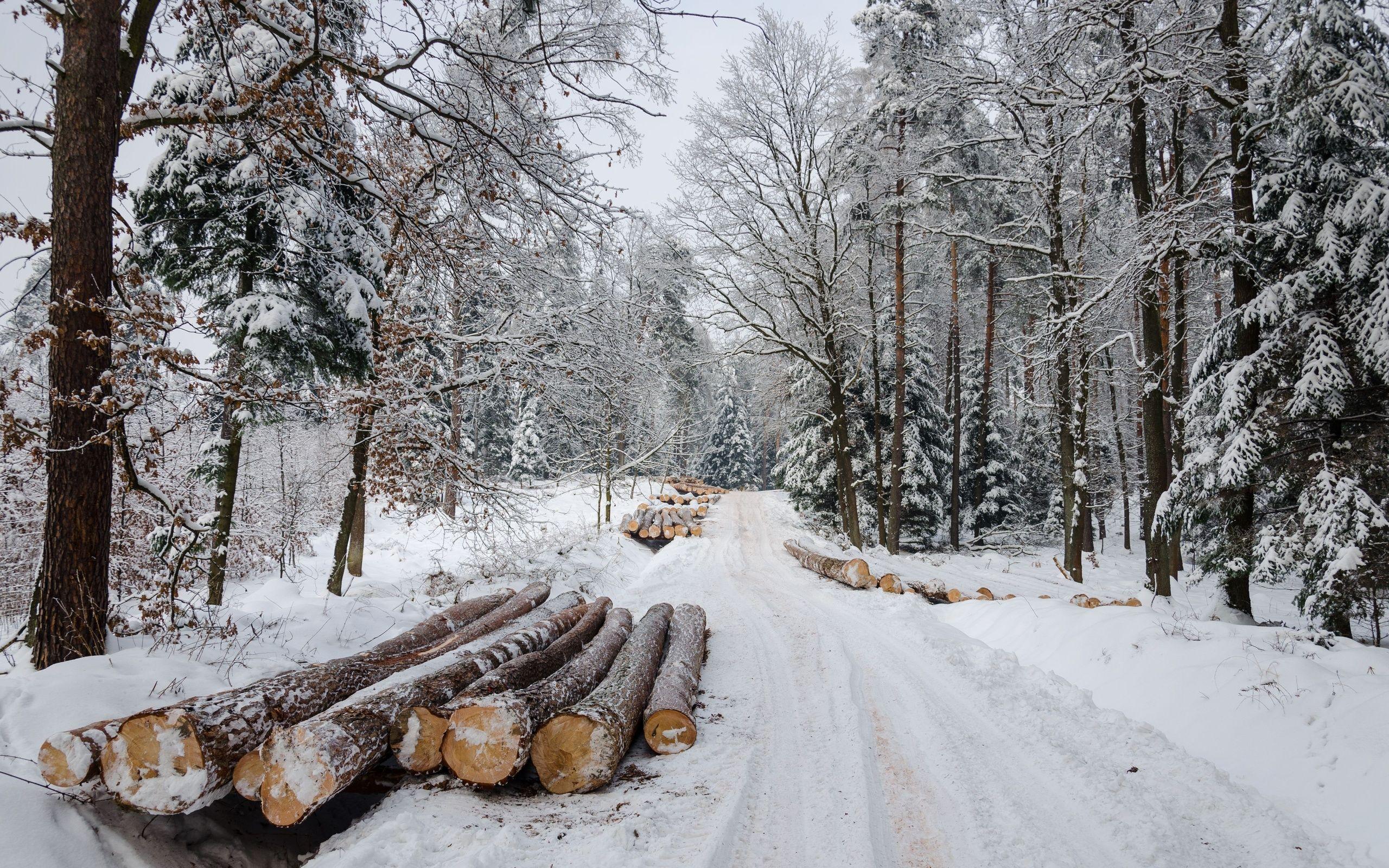 2560x1600 Winter road forest timber landscape wallpaperx1600