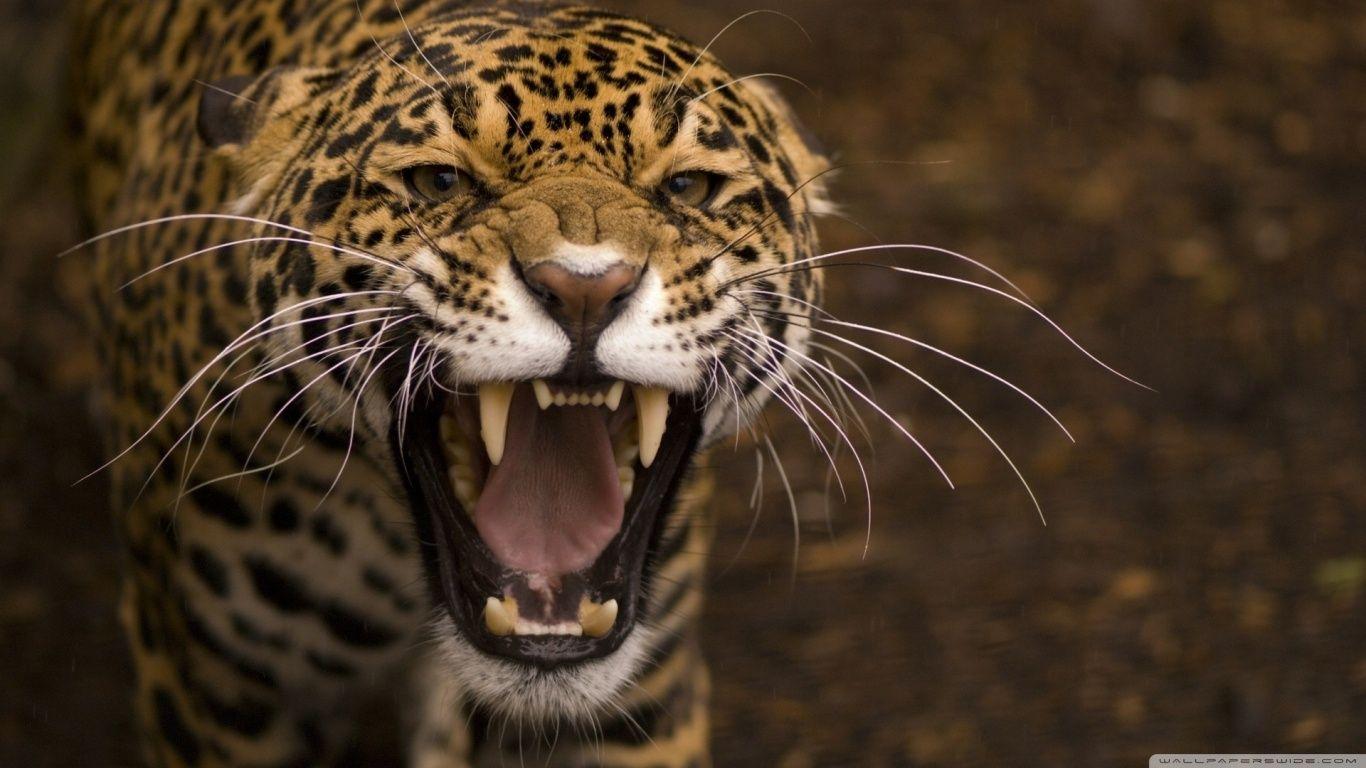 1366x768 Leopard Roar Ultra HD Desktop Background Wallpaper for 4K UHD TV