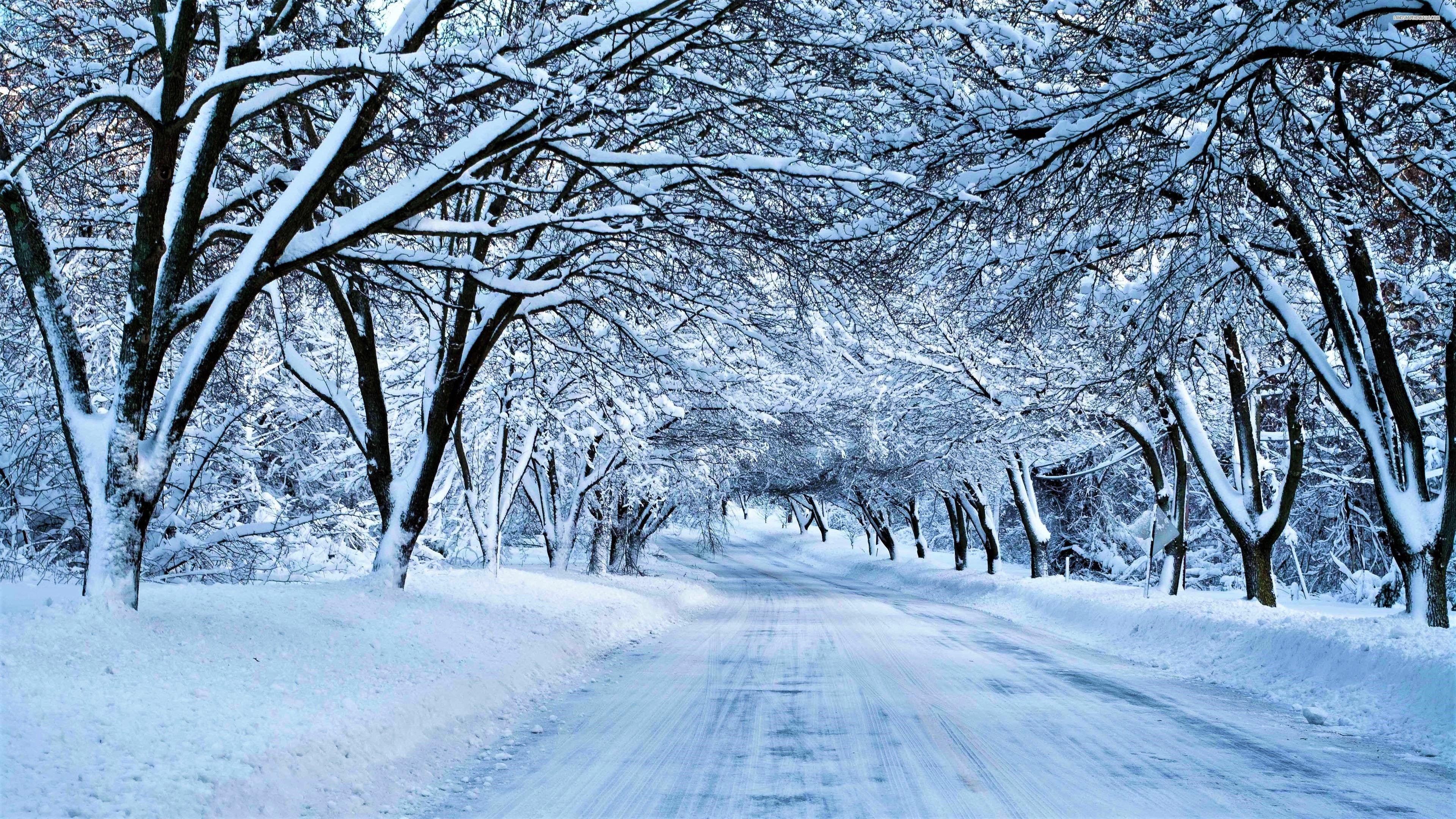3840x2160 Canopy Road Snow Tree Winter wallpaperx2160