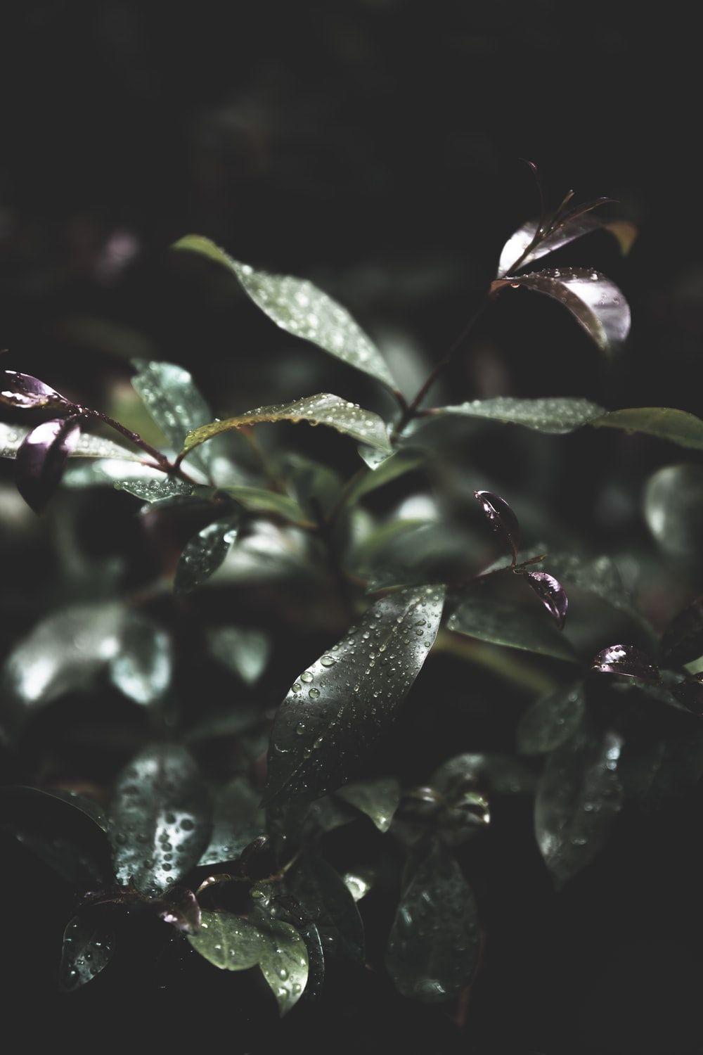 1000x1500 Botanical Wallpaper Picture. Download Free Image