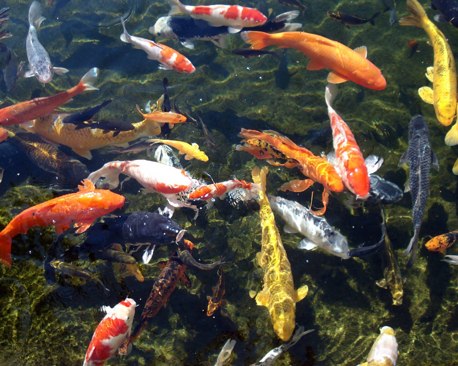 1500x1200 Japanese Koi Fish Pond Wallpaper 1908x1260 (592.65 KB)