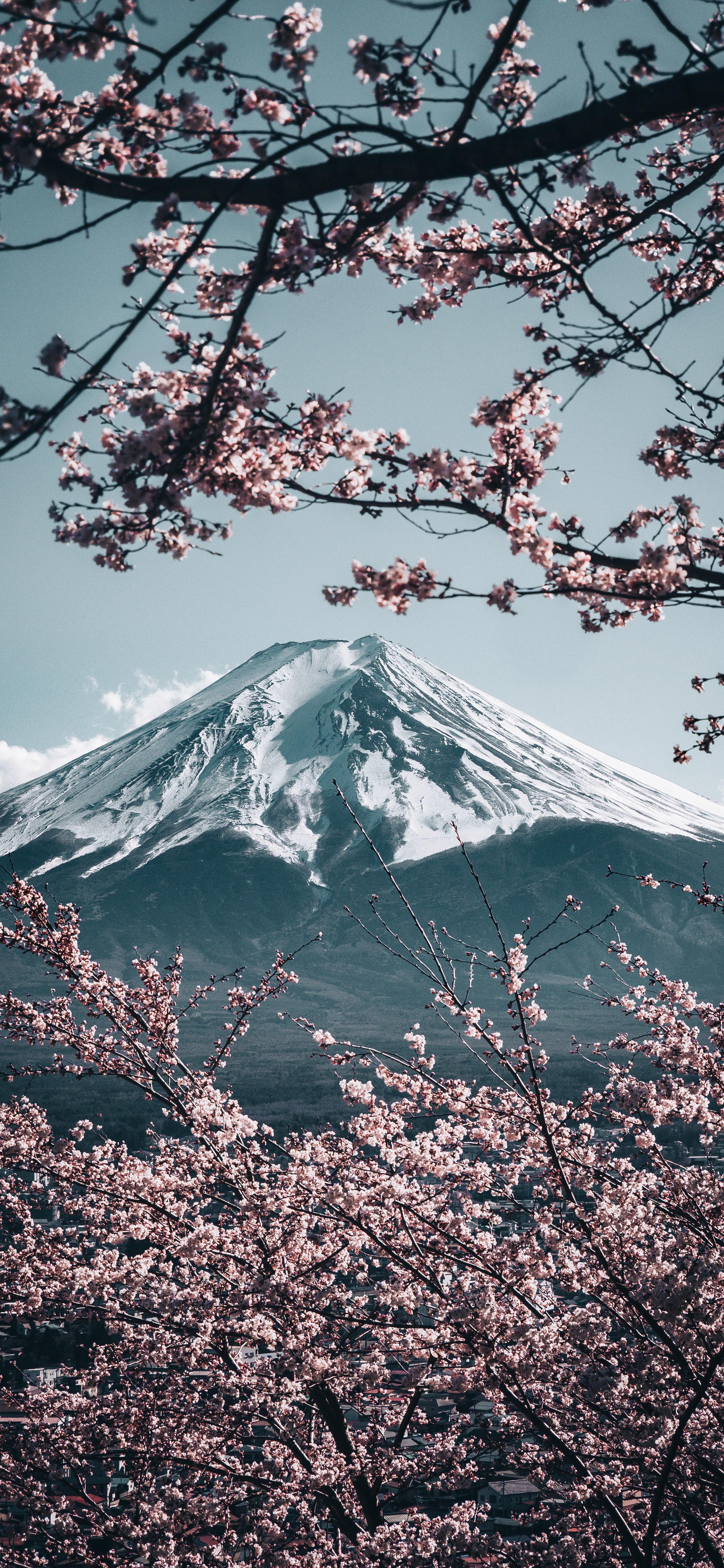 2121x4592 Núi Phú Sĩ với Sakura ở Nhật Bản [2121x4592)
: MobileWallpaper