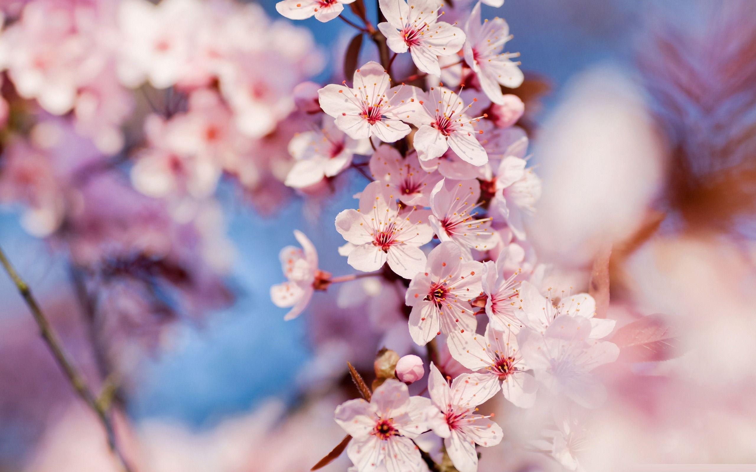 2560x1600 Spring sakura blossom wallpaperx1600