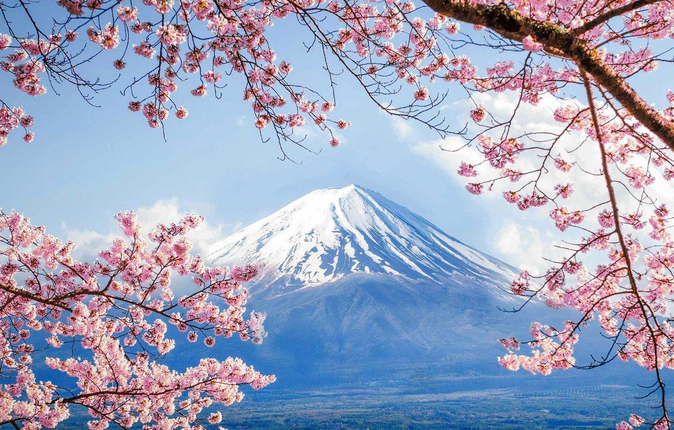 Mount Fuji Cherry Blossom Wallpapers Top Free Mount Fuji Cherry