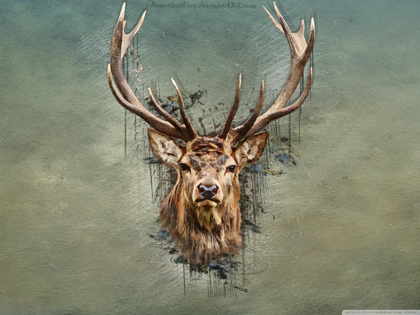 HD deer wallpapers  Peakpx