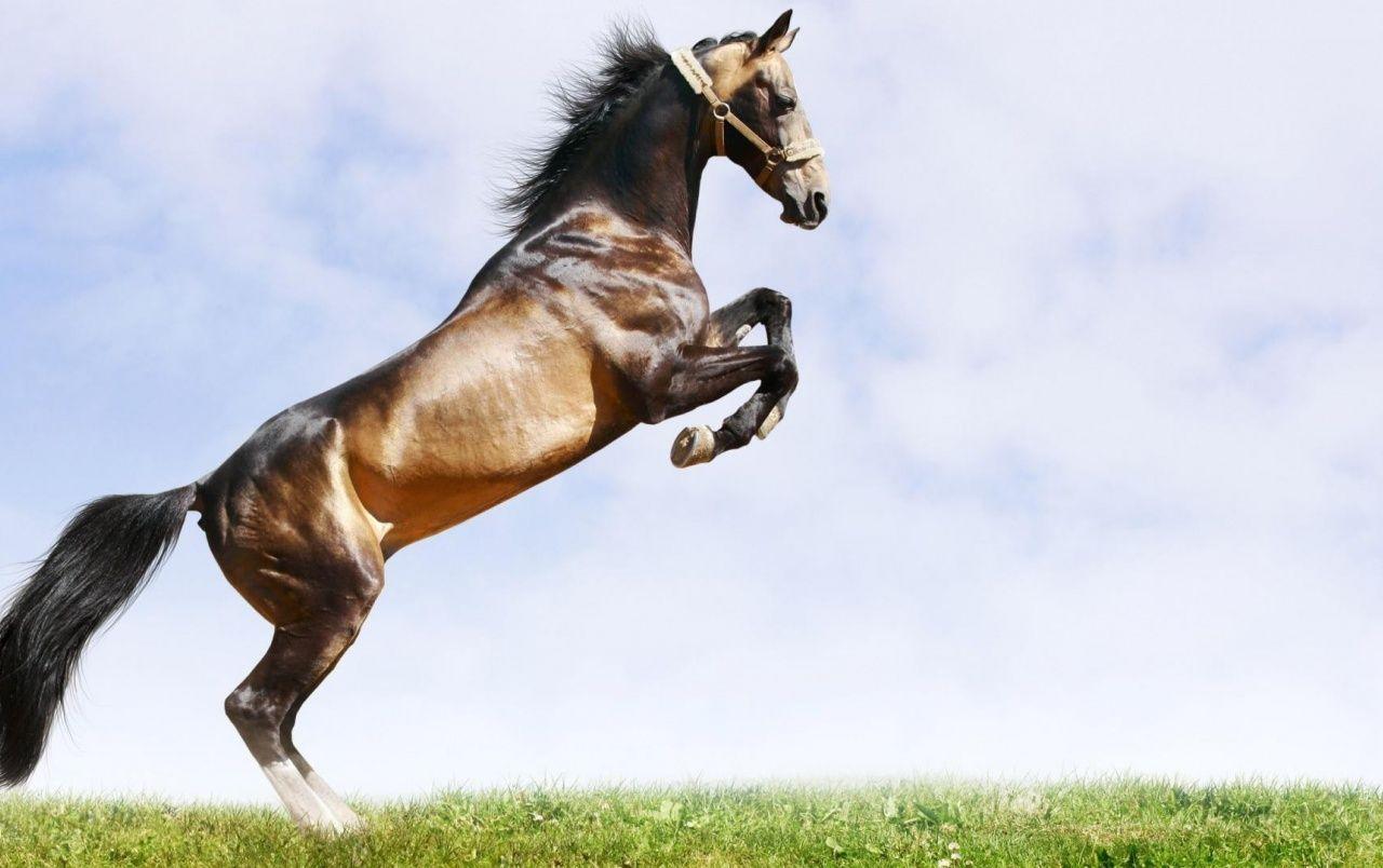 1280x804 Beautiful Brown Horse wallpaper. Beautiful Brown Horse