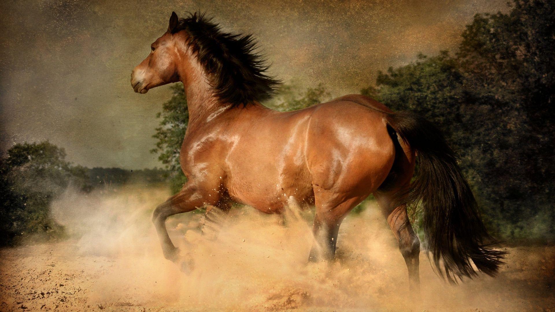 brown running horses