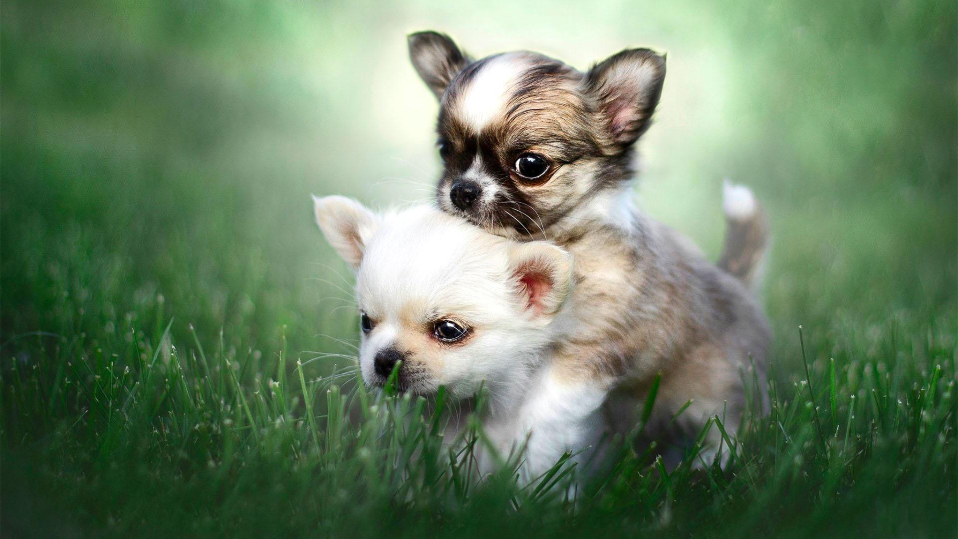 Chihuahua 4K Wallpapers - Top Free Chihuahua 4K Backgrounds - WallpaperAccess