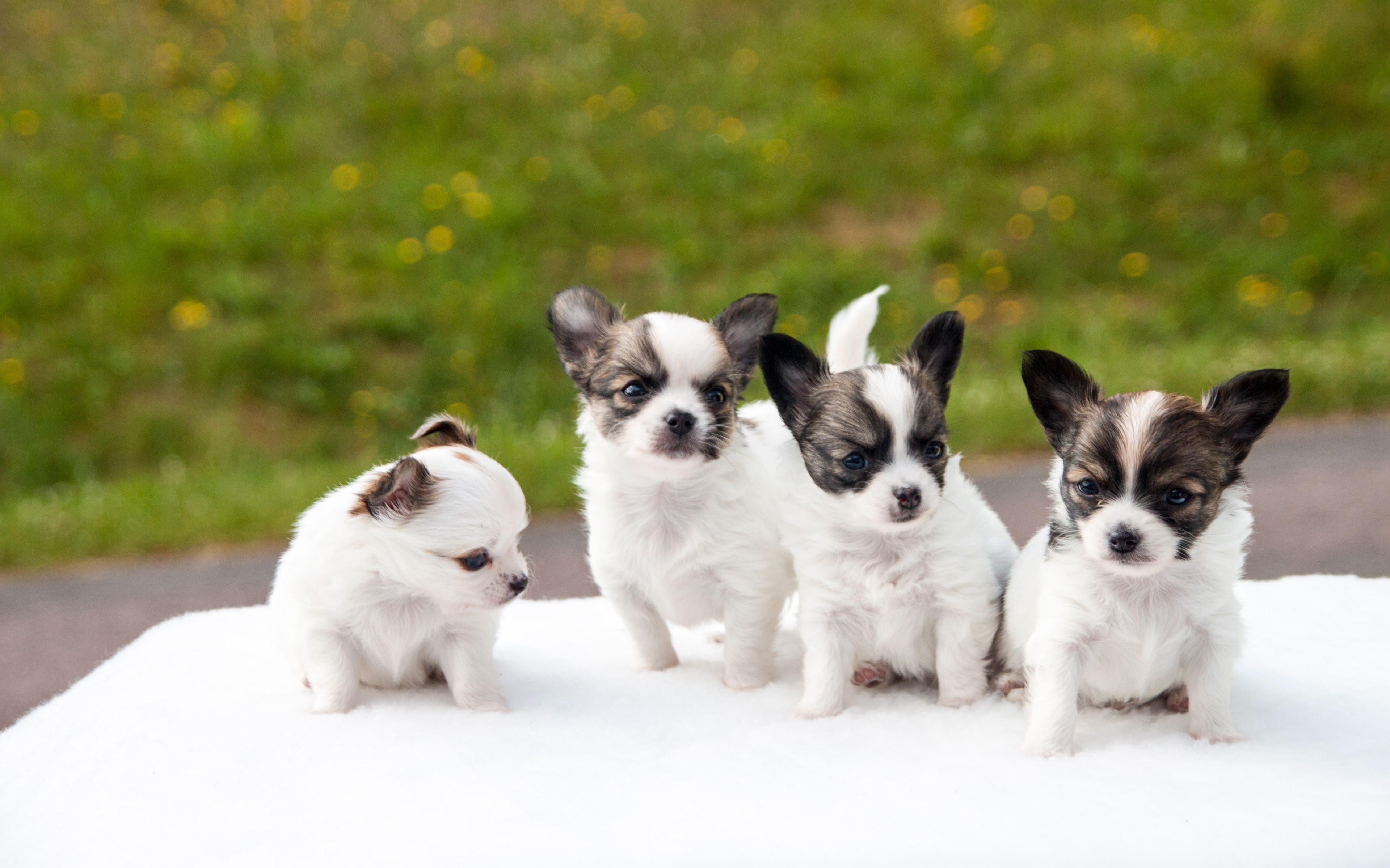 3840x2400 Download Wallpaper Chihuahua, 4k, Puppies, Dogs, Family, Gray White Chihuahua, Cute Animals, Pets, Chihuahua Dog For Desktop With Resolution 3840x2400. High Quality HD Picture Wallpaper