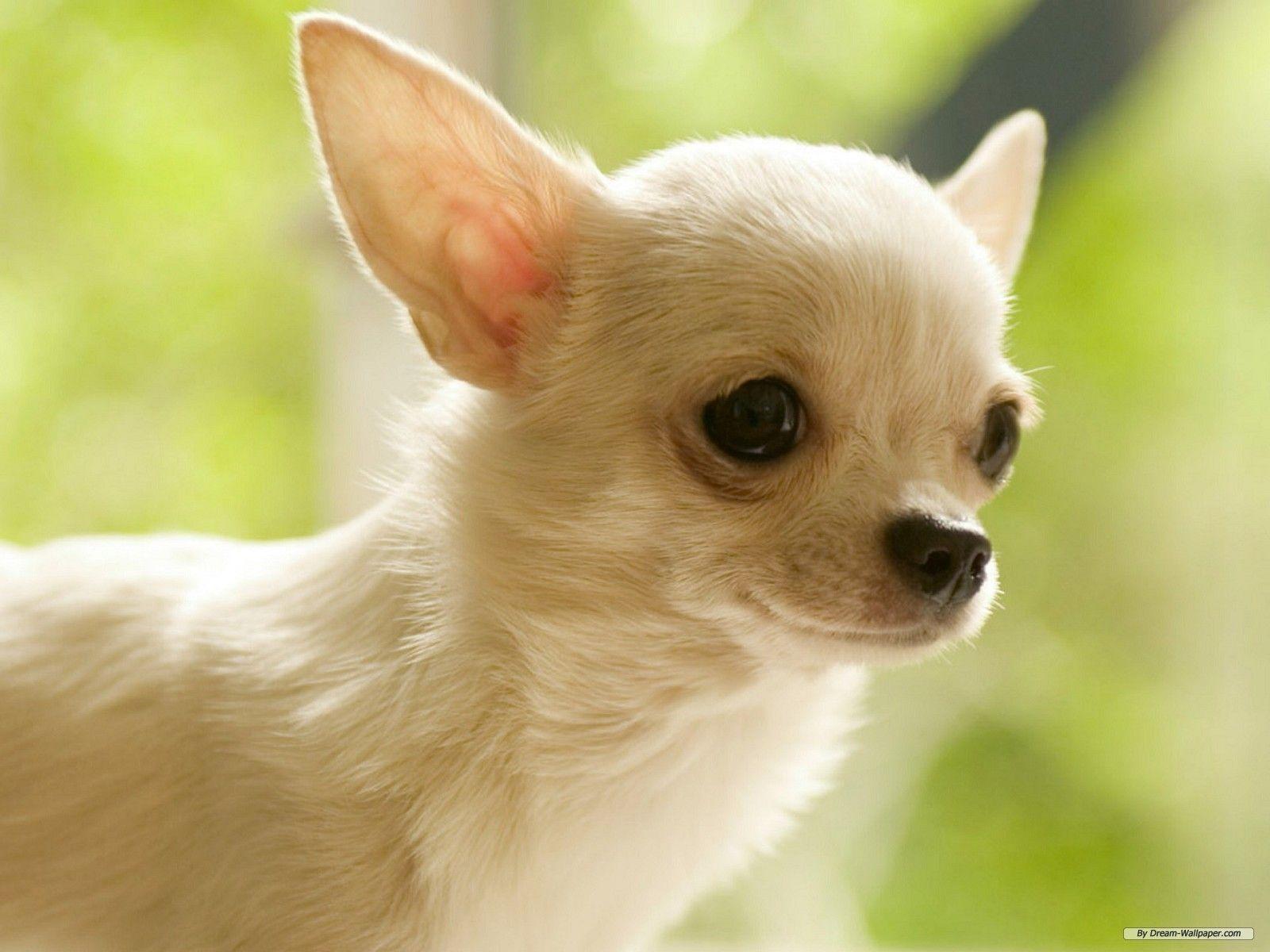 Chihuahua 4K Wallpapers - Top Free Chihuahua 4K Backgrounds ...