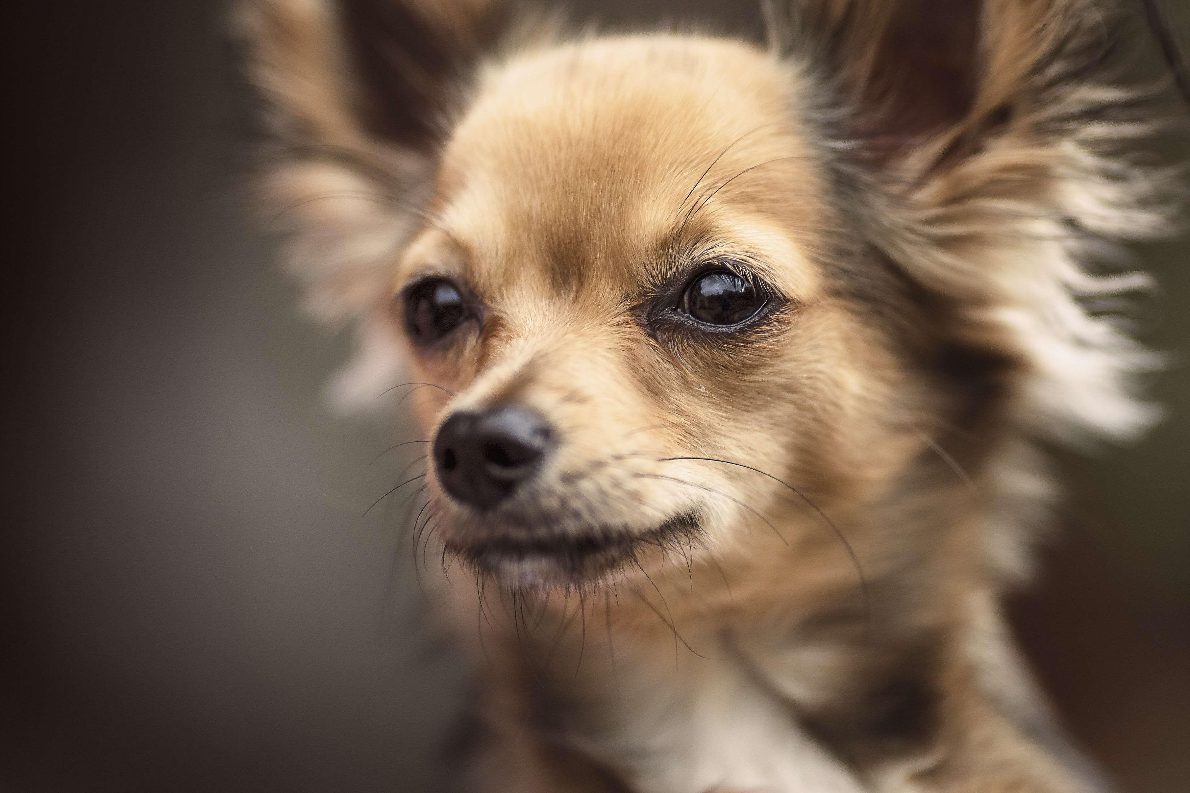 Chihuahua 4K Wallpapers - Top Free Chihuahua 4K Backgrounds - WallpaperAccess