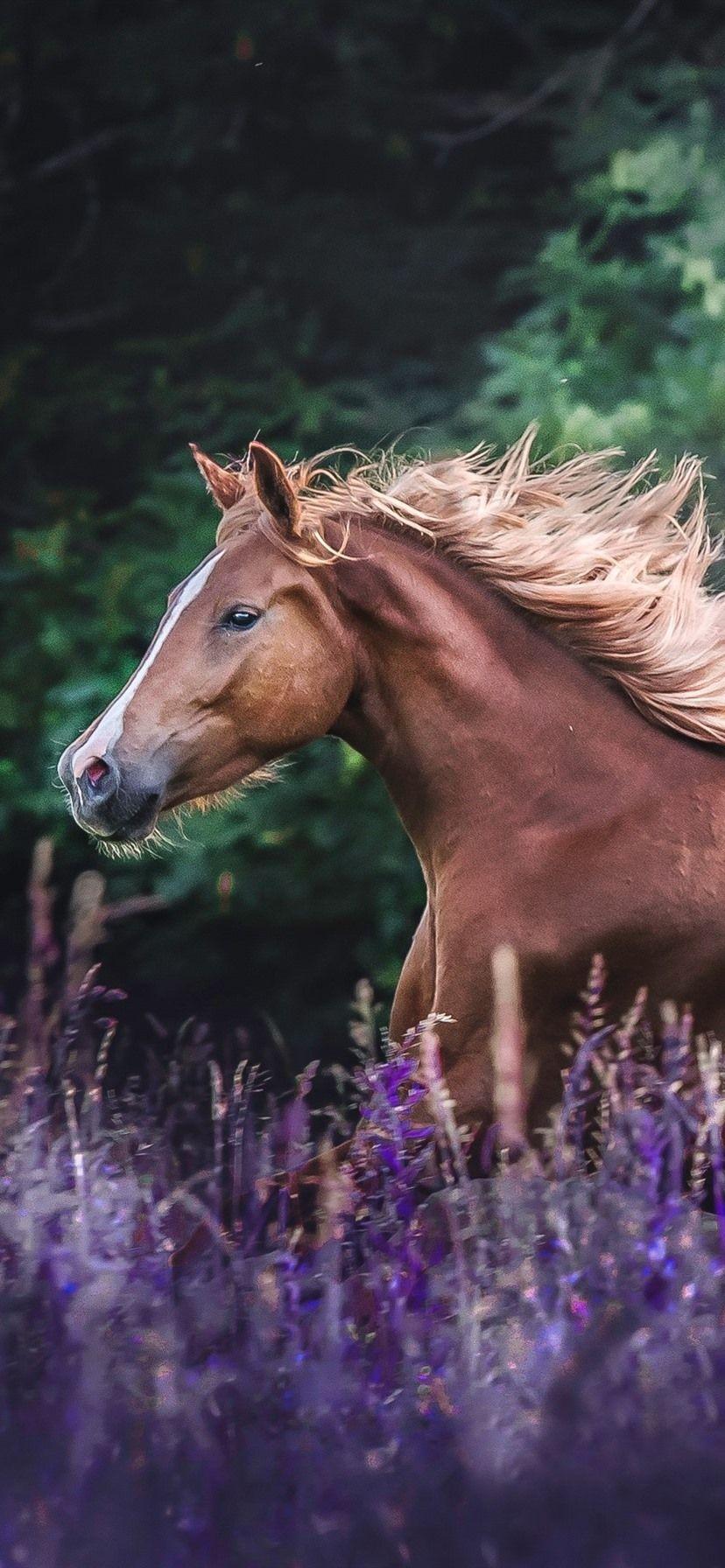 Running Horse iPhone Wallpapers - Top Free Running Horse iPhone