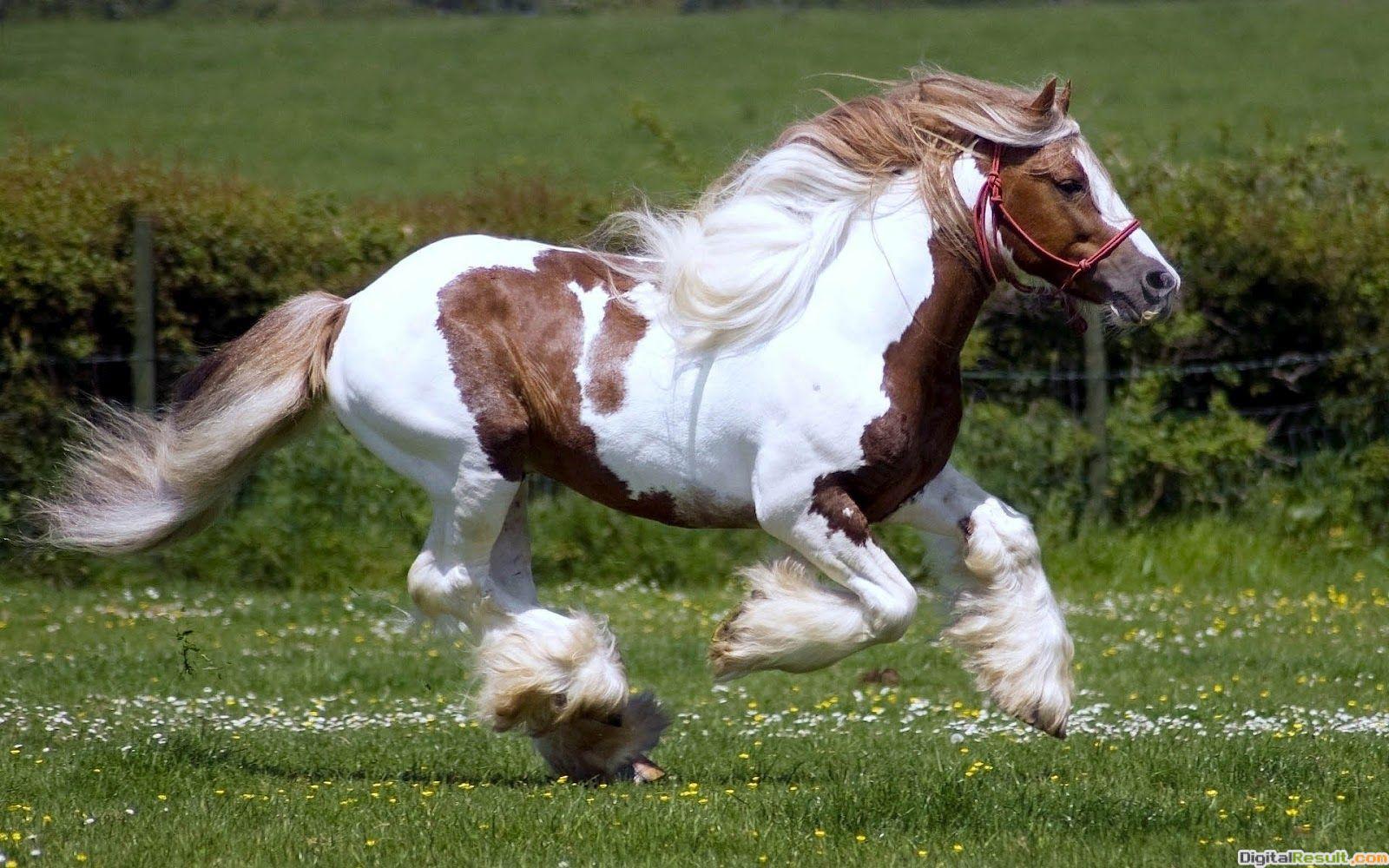 1600x1000 HD horse wallpaper with a fast running white brown horse HD