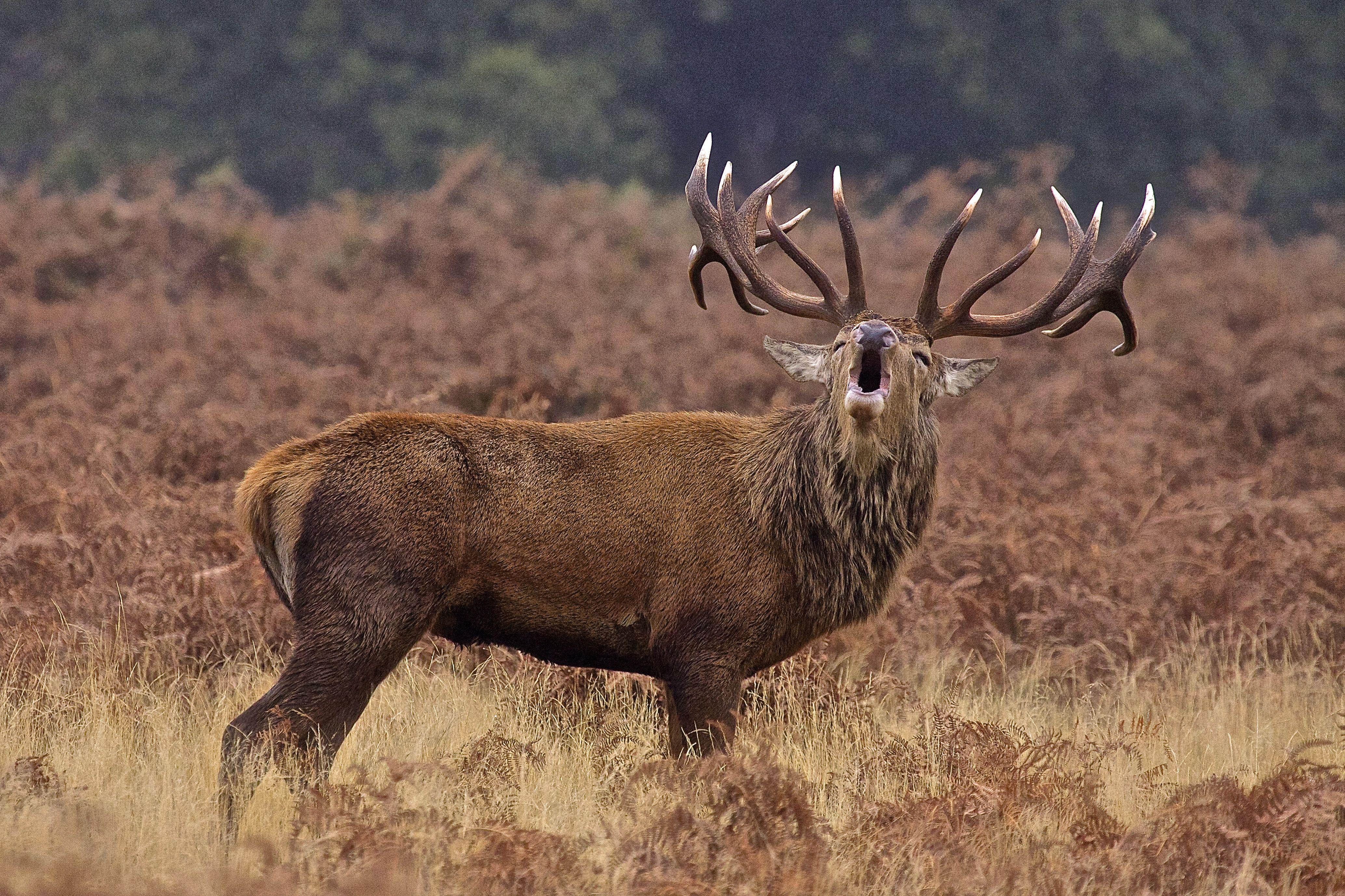 Elk Phone Wallpaper