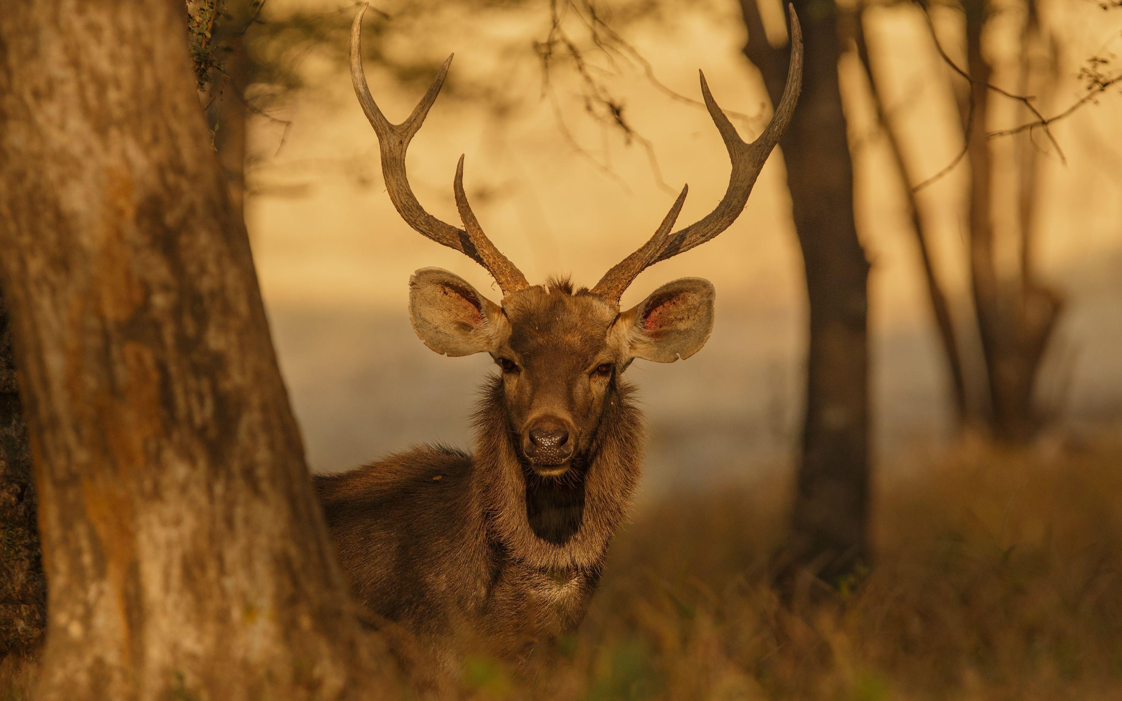 Deer 4K Wallpapers - Top Free Deer 4K Backgrounds - WallpaperAccess