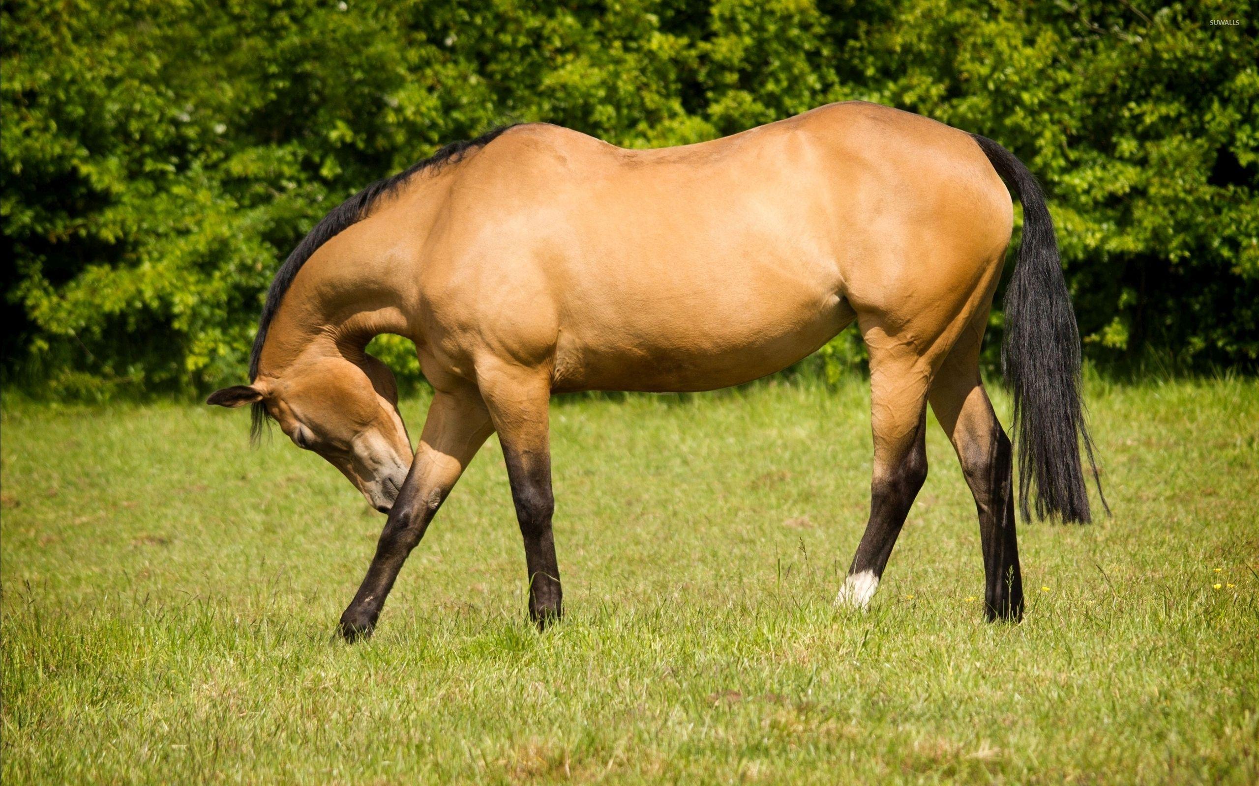 2560x1600 Beautiful brown horse taking a bow wallpaper wallpaper