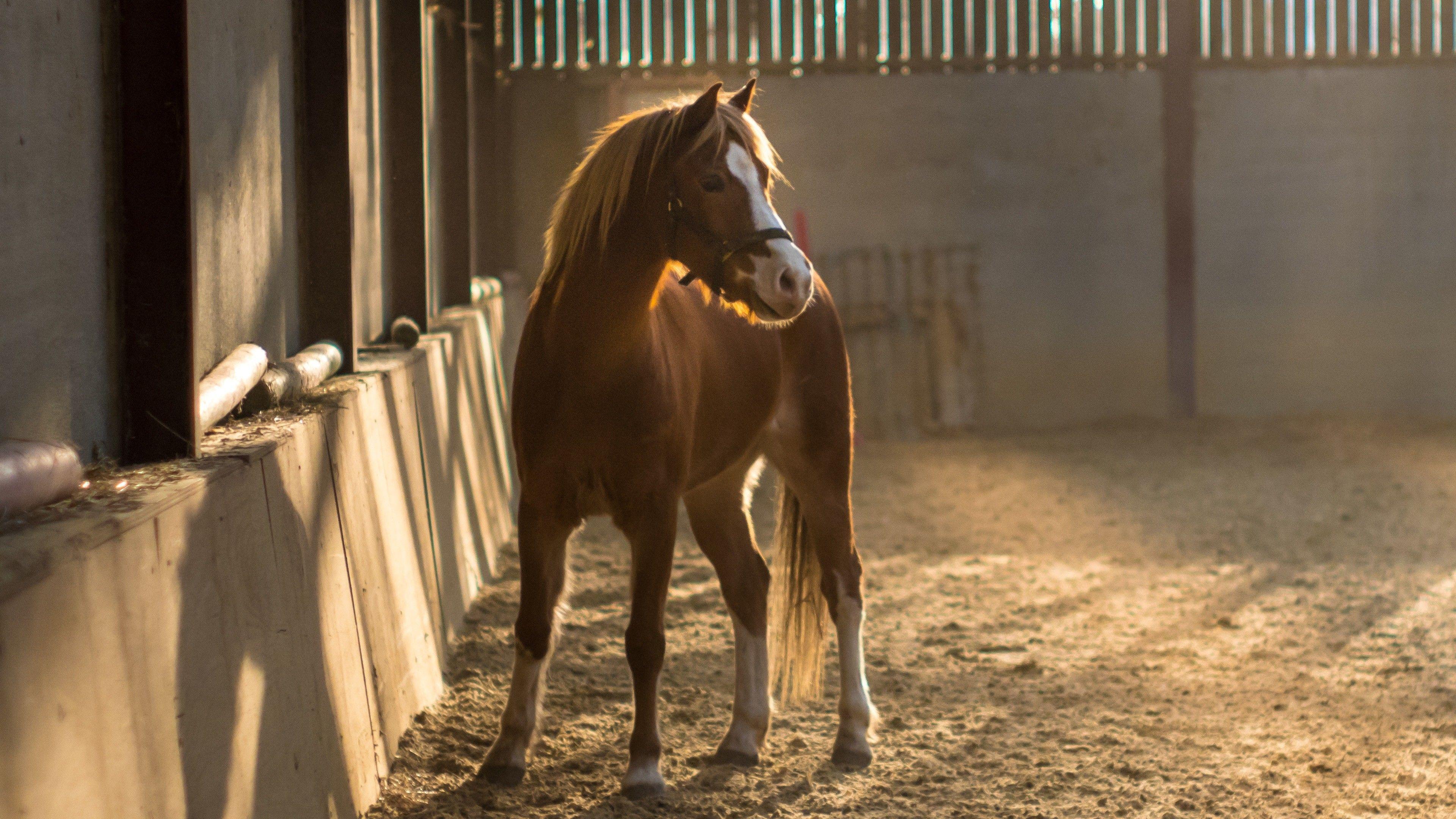 3840x2160 Cute Horse Wallpaper