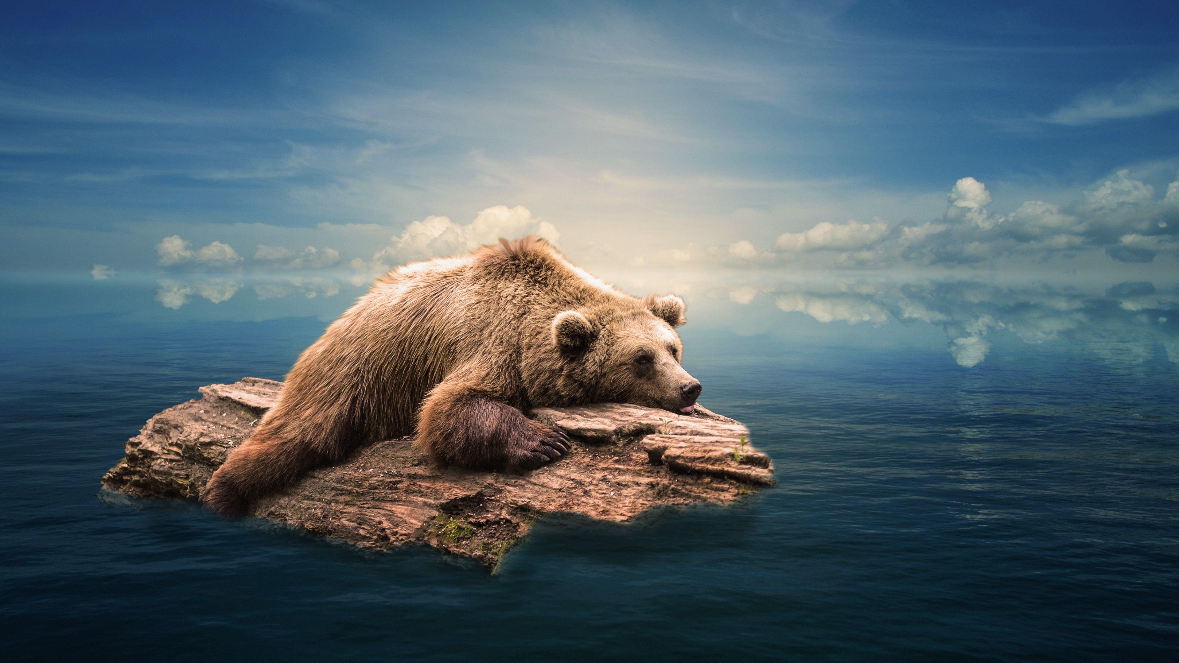 Bear hd pack 1080P, 2K, 4K, 5K HD wallpapers free download