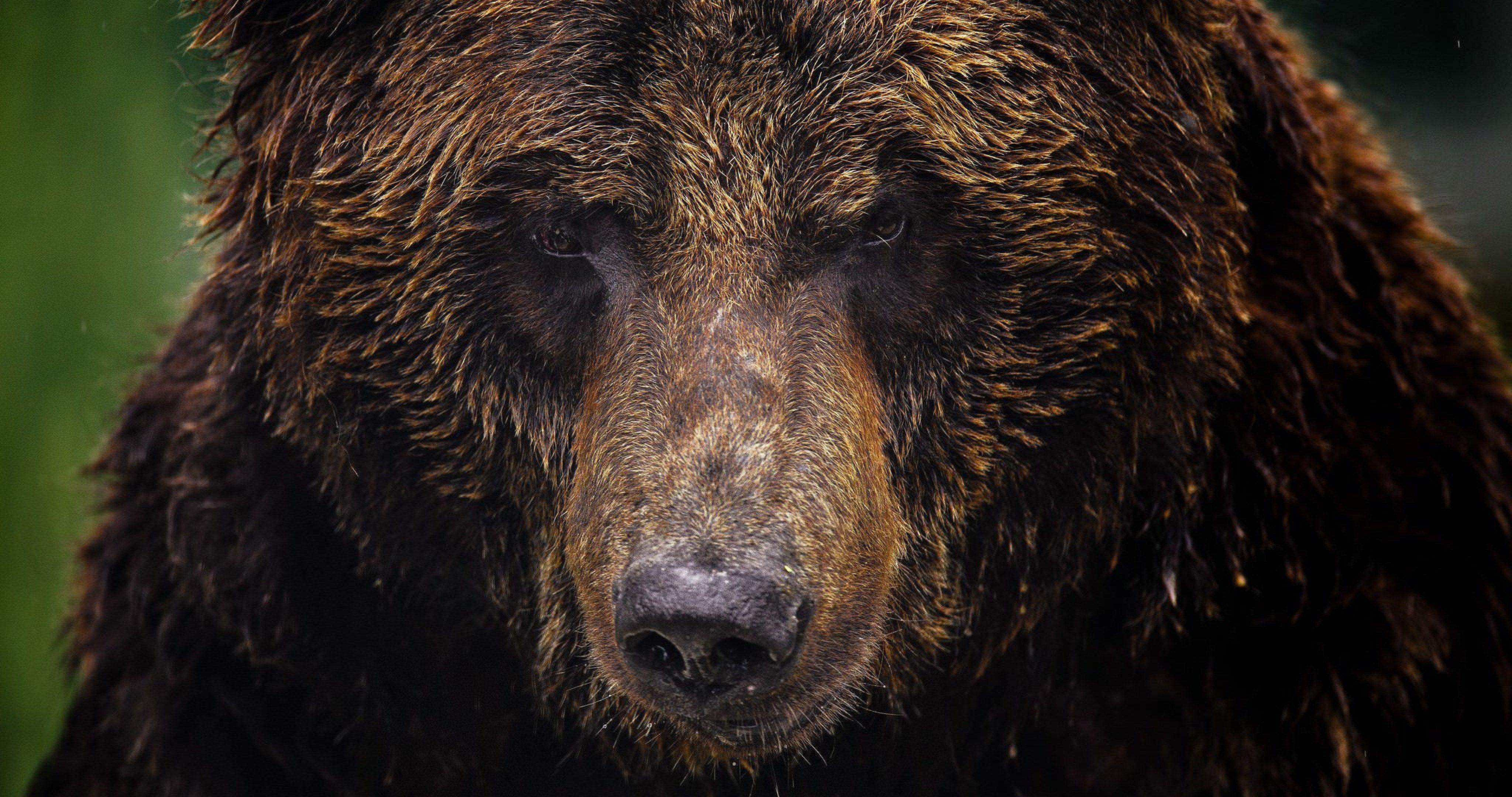 4k Bear Wallpapers - Top Free 4k Bear Backgrounds - WallpaperAccess