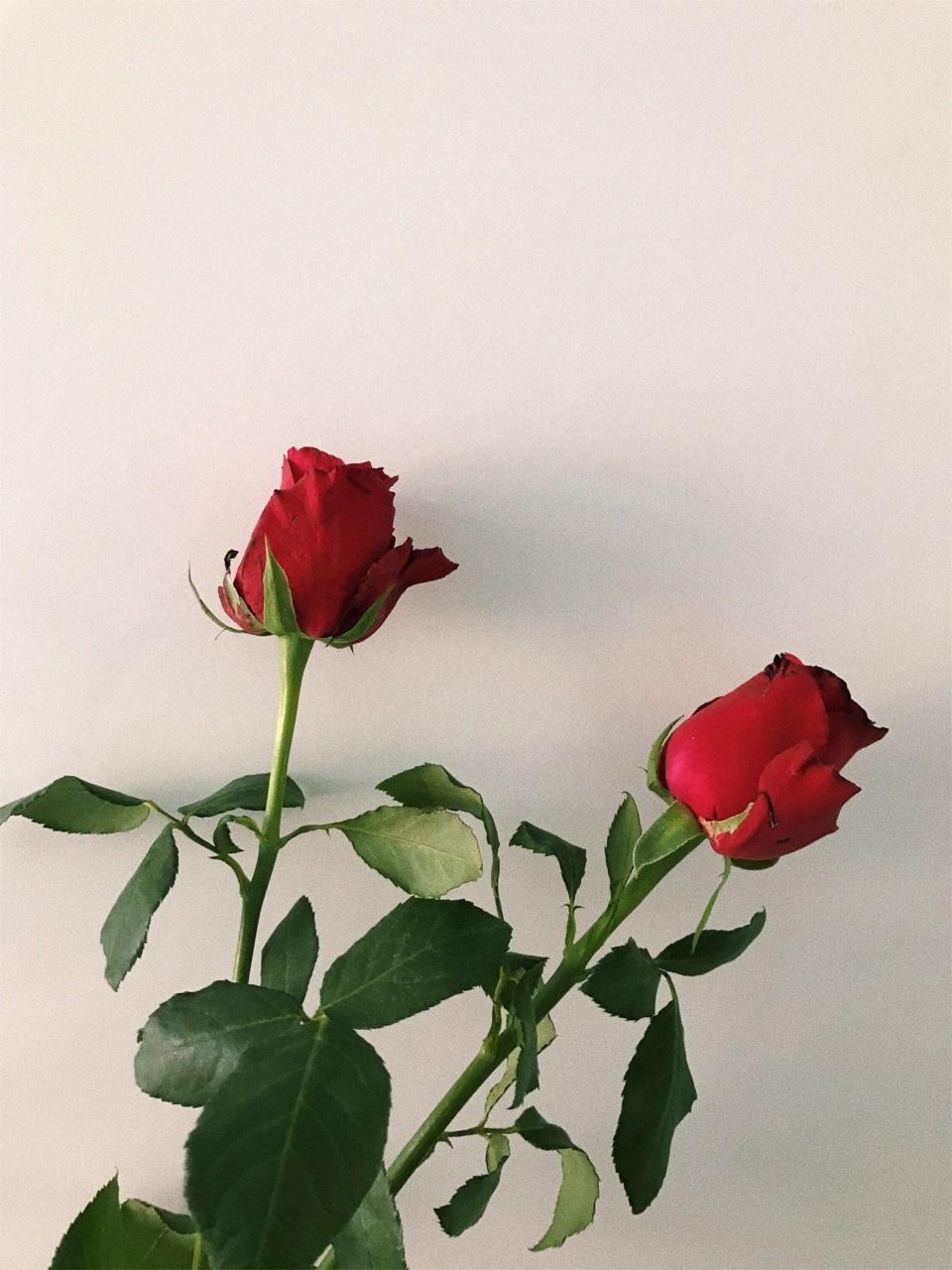 Hình nền hoa hồng thẩm mỹ năm 2024 sẽ mang lại cho bạn những gam màu rực rỡ và đầy sáng tạo. Những bông hoa hồng tuyệt đẹp sẽ giúp bạn tìm lại sự yêu đời và cảm nhận vẻ đẹp tràn đầy hoa hương.