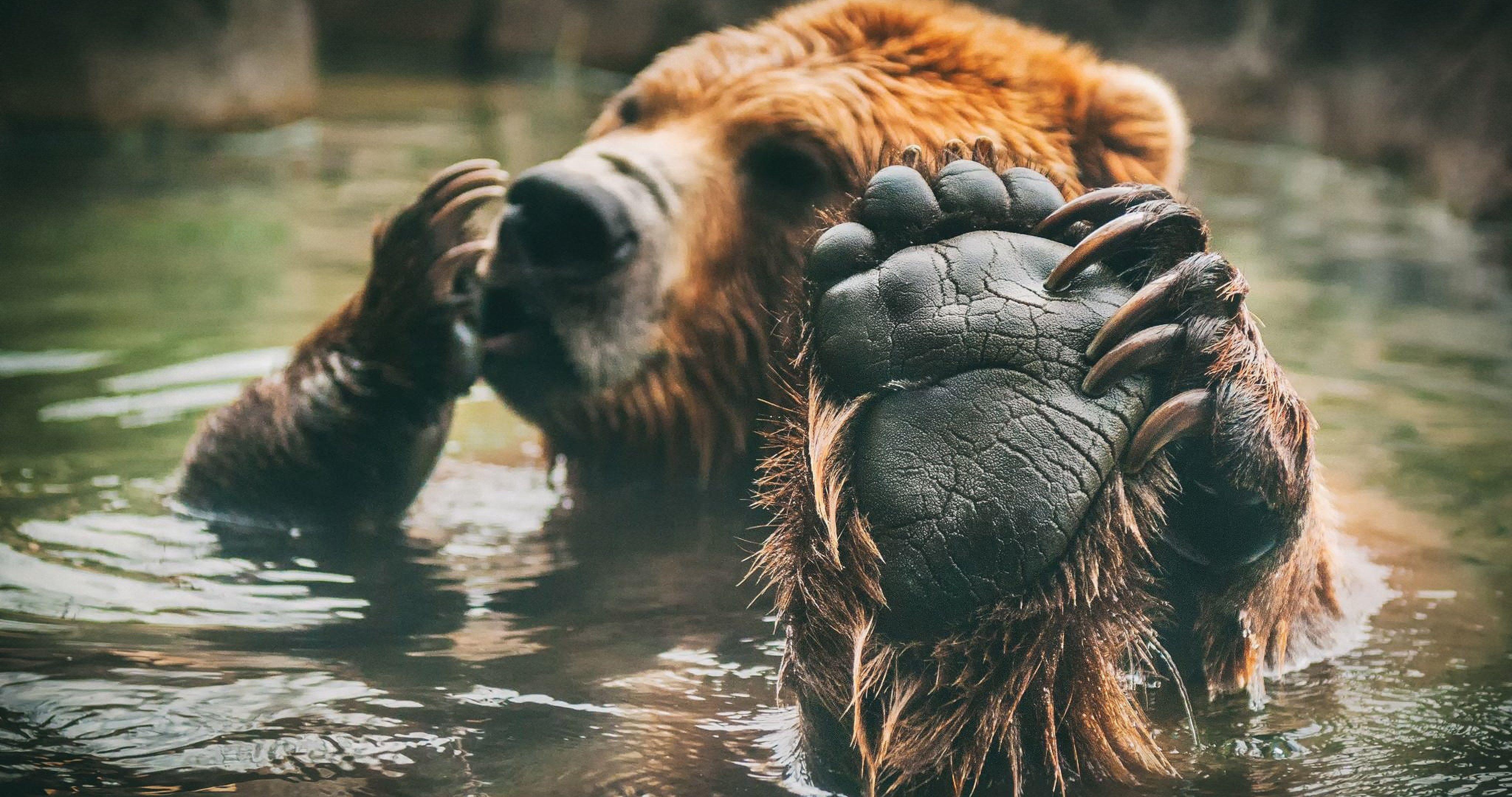 Zoo paw. Медведь Гризли. Медведь в дикой природе. Бурый медведь. Красивый медведь.