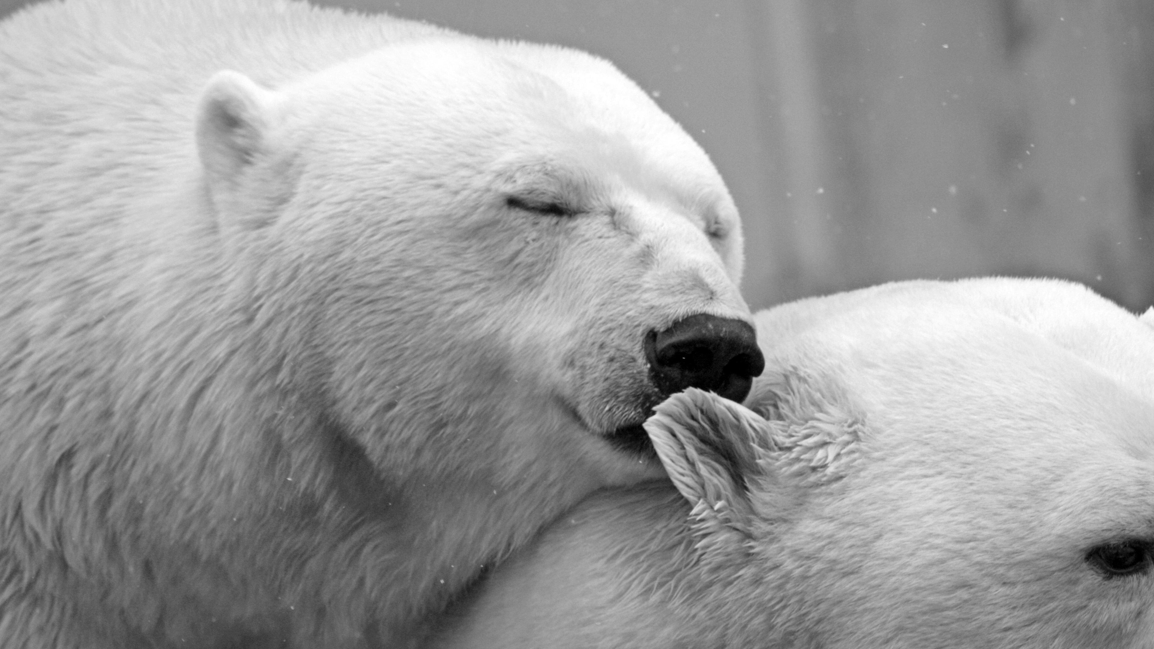 3840x2160 Polar Bear wallpaper 3840x2160 Ultra HD 4k desktop background