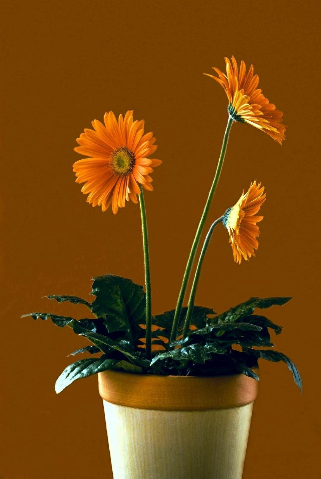 Flower Pot Wallpapers - Top Free Flower Pot Backgrounds - WallpaperAccess