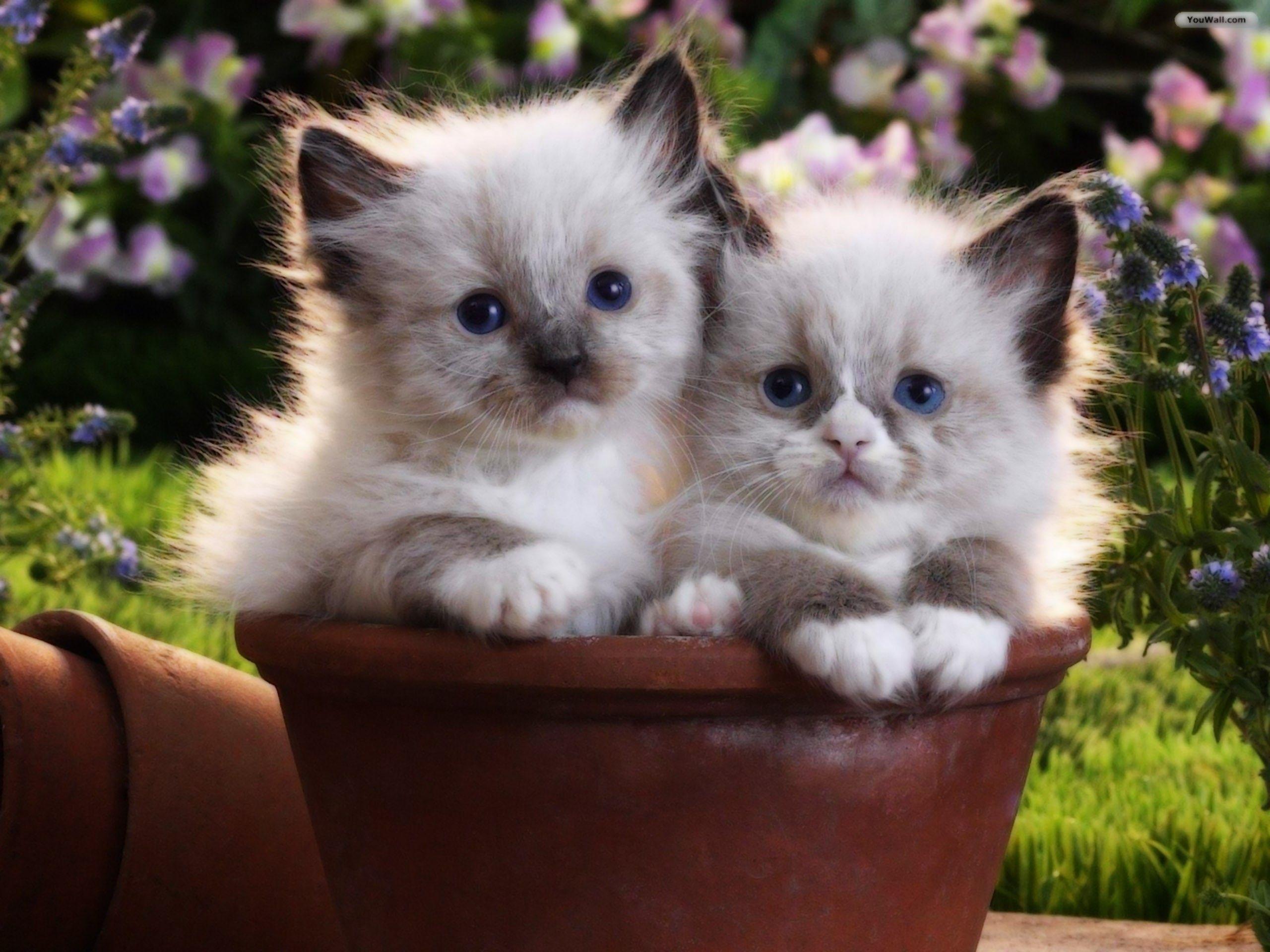 2560x1920 Two Kittens In A Flower Pot Wallpaper And Image, Picture, Photo