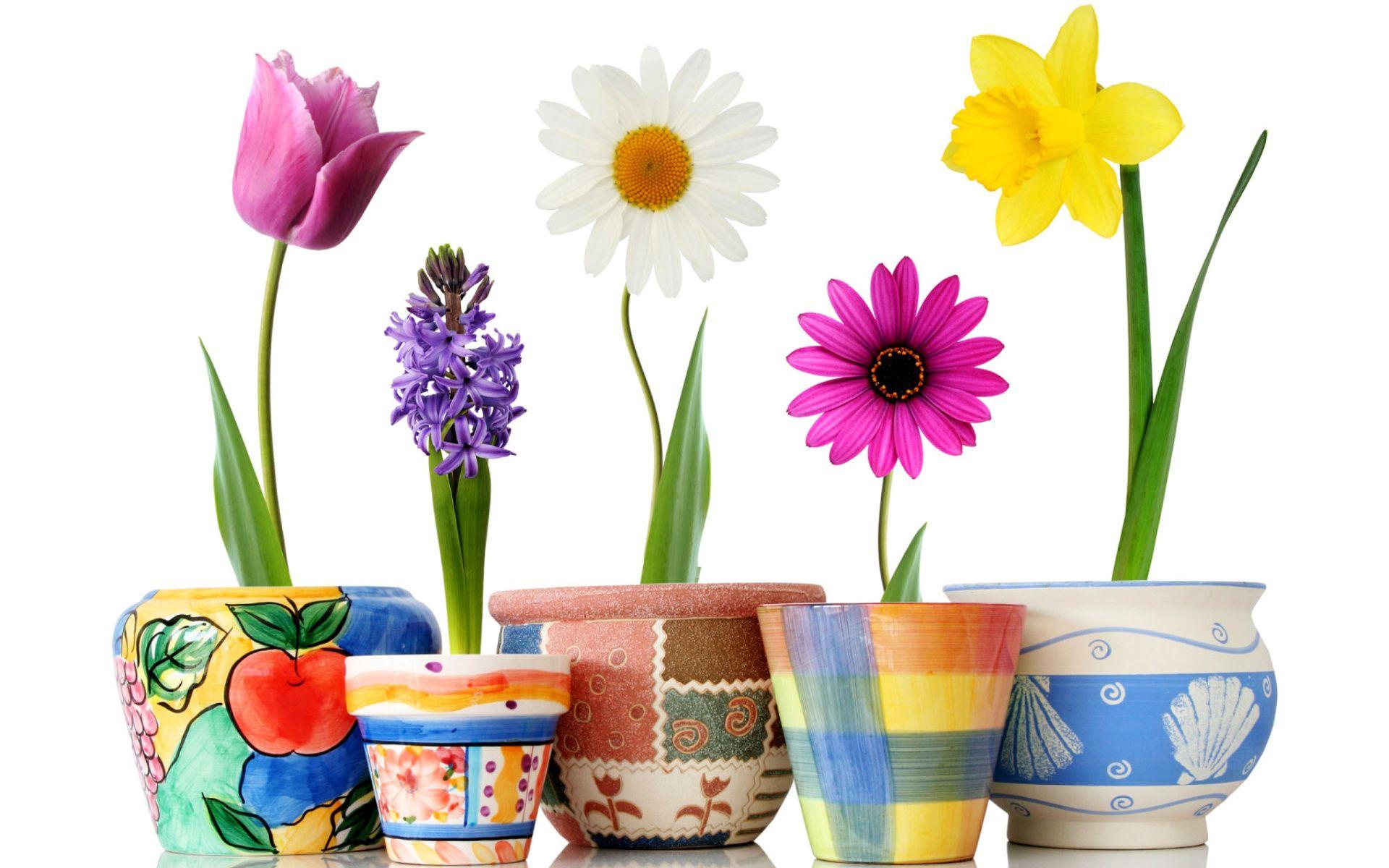 Flower Pot Wallpapers - Top Free Flower Pot Backgrounds - WallpaperAccess