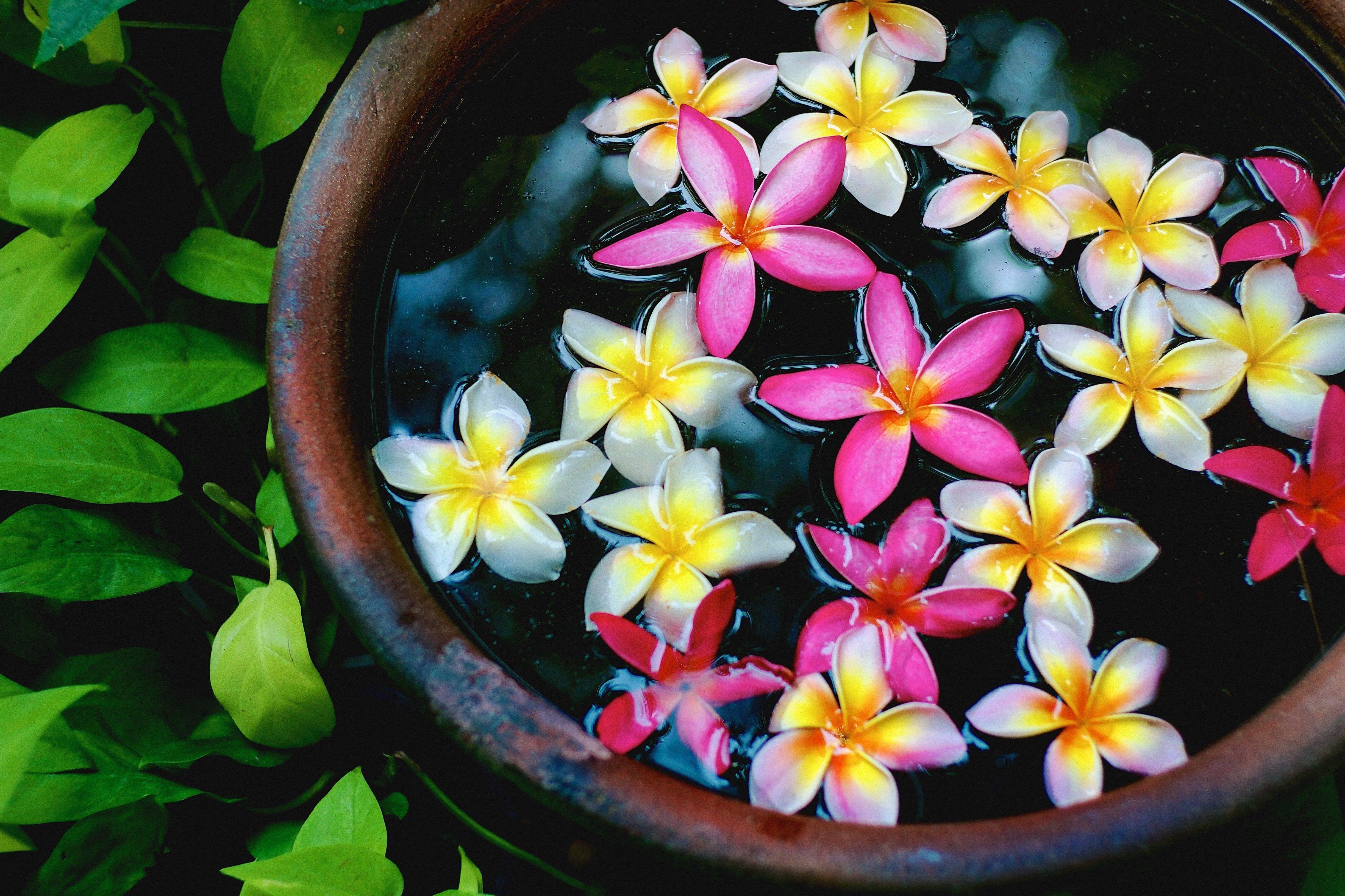 4896x3264 plants, Flowers, Plumeria, Flowerpot Wallpaper HD / Desktop and Mobile Background