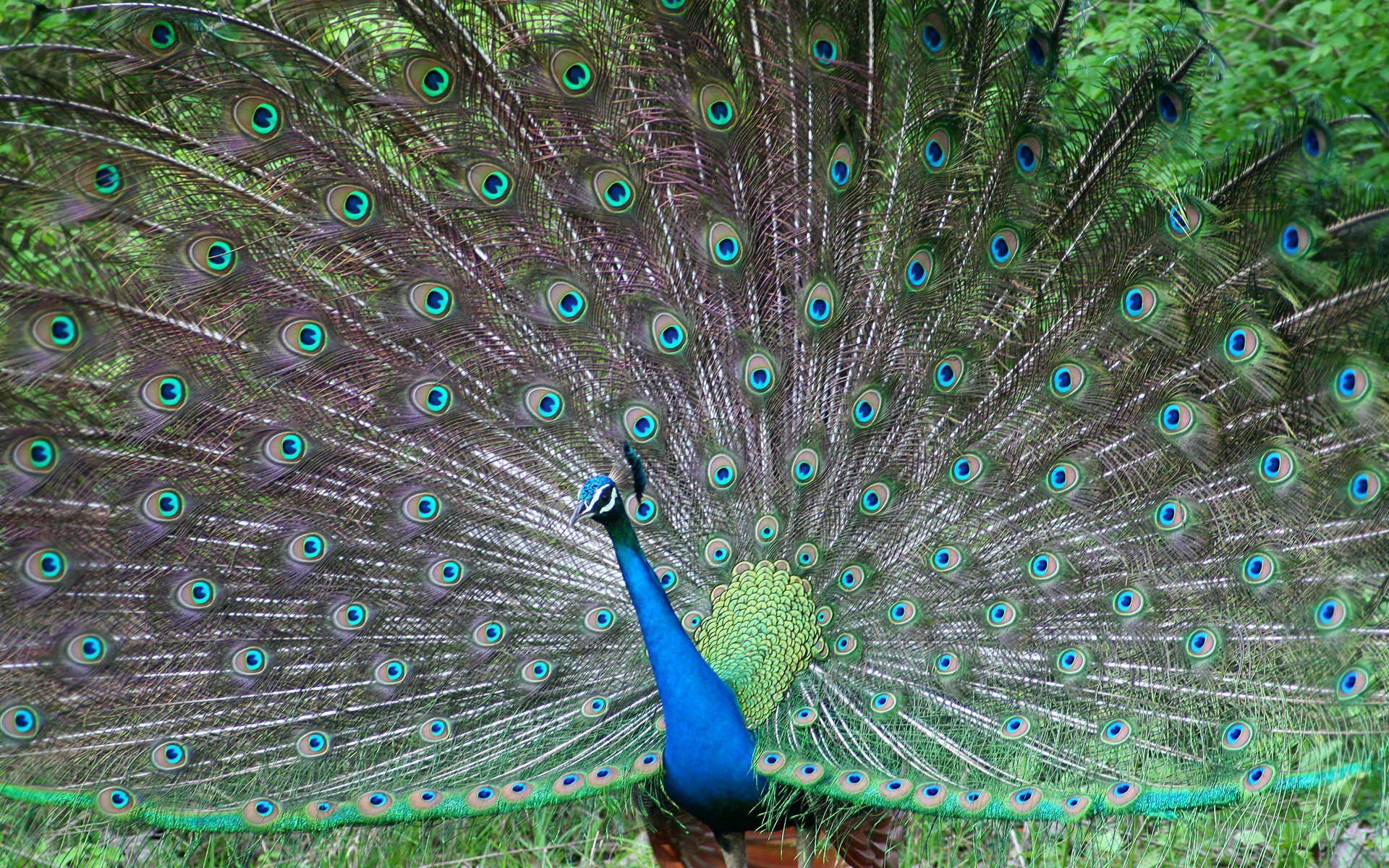 Lucky Peacock Wallpapers - Top Free Lucky Peacock Backgrounds 