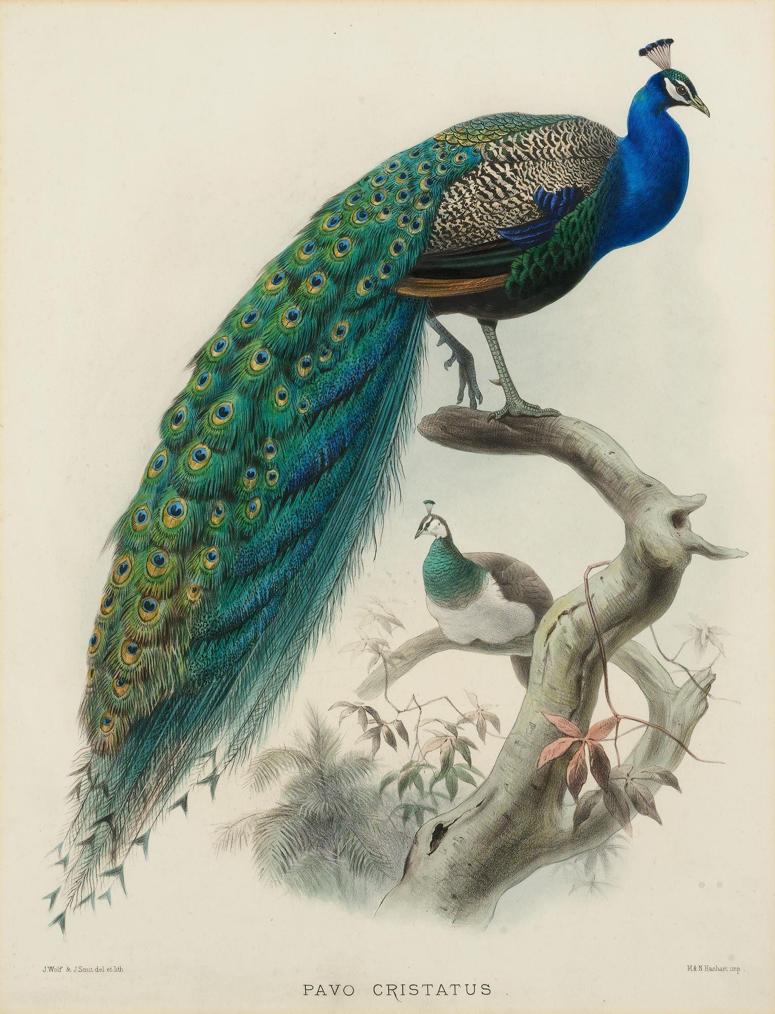 1529x2000 The Peacock in Myth, Legend, and 19th Century History. Author Mimi Matthews