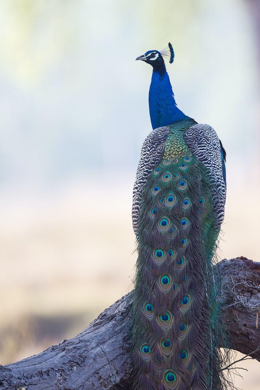 1000x1500 Peacock Picture [HD]. Download Free Image