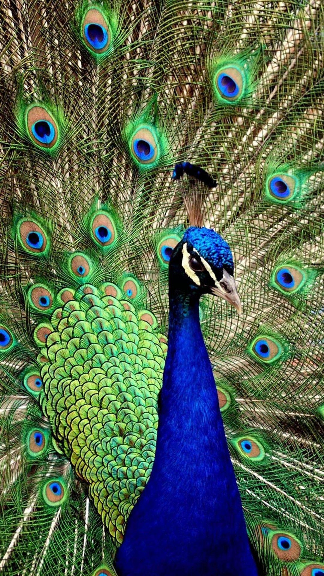 1080x1920 Peacock iPhone Wallpaper. Peacock wallpaper, Peacock picture, Peacock image