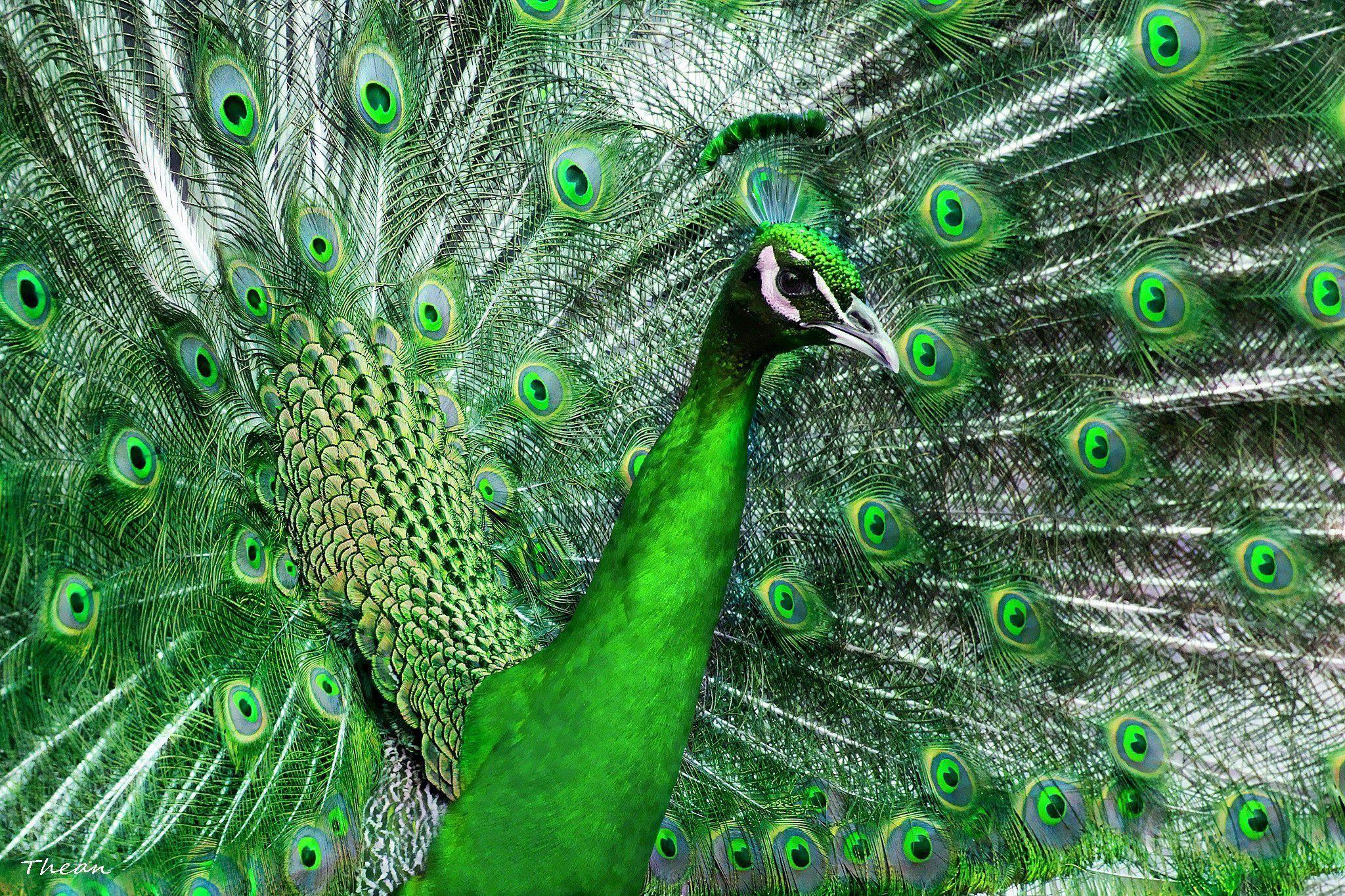 2048x1365 Wallpaper Birds Peacocks Feathers Green Animals Image Download. Peacock picture, Green animals, Peacock wallpaper