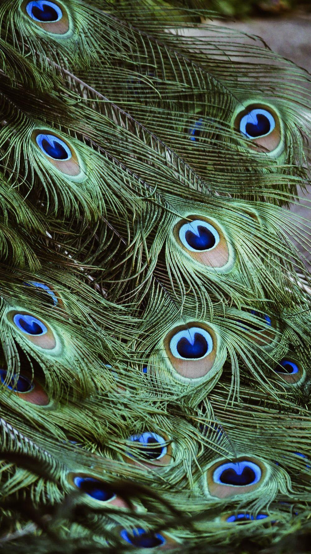 1000x1777 Peacock Picture [HD]. Download Free Image