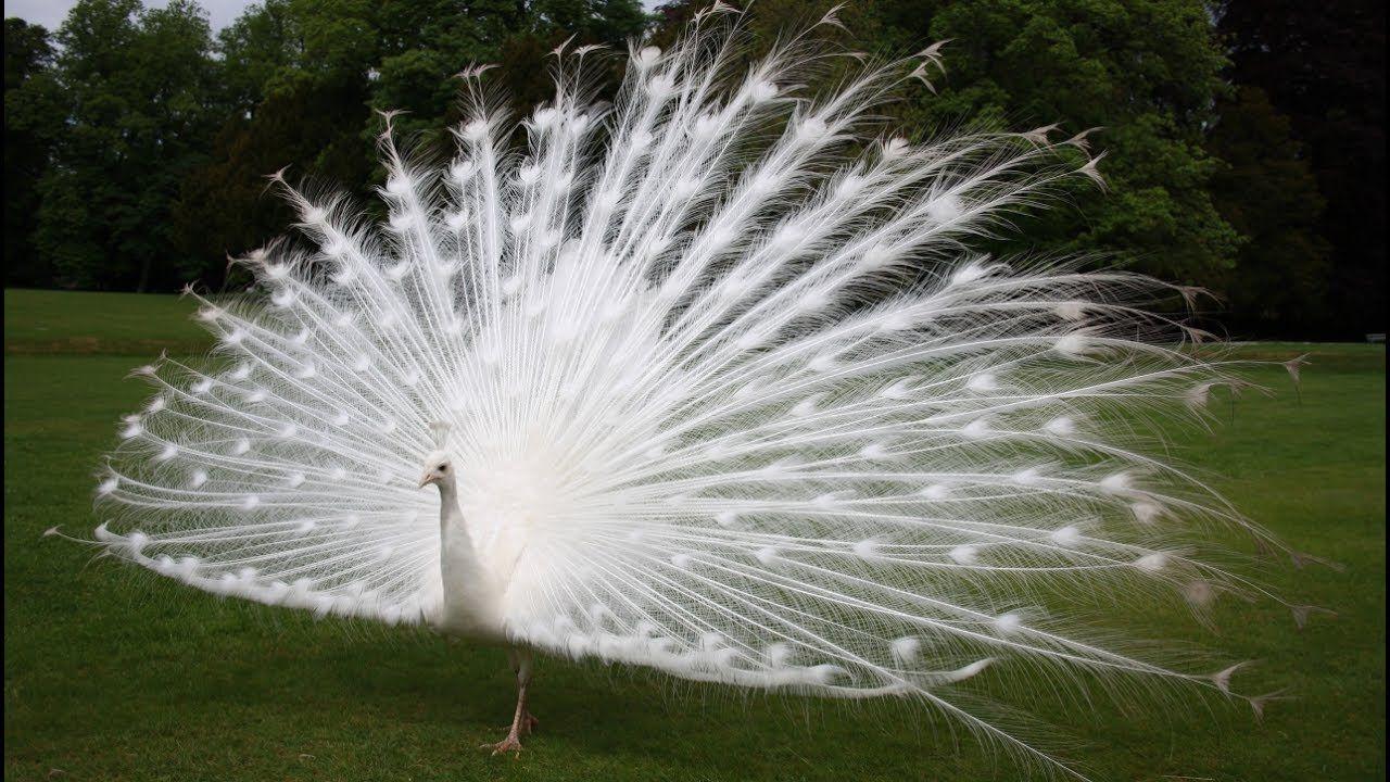 1280x720 Most Beautiful Birds In The World. Peacock image, White peacock, Beautiful birds