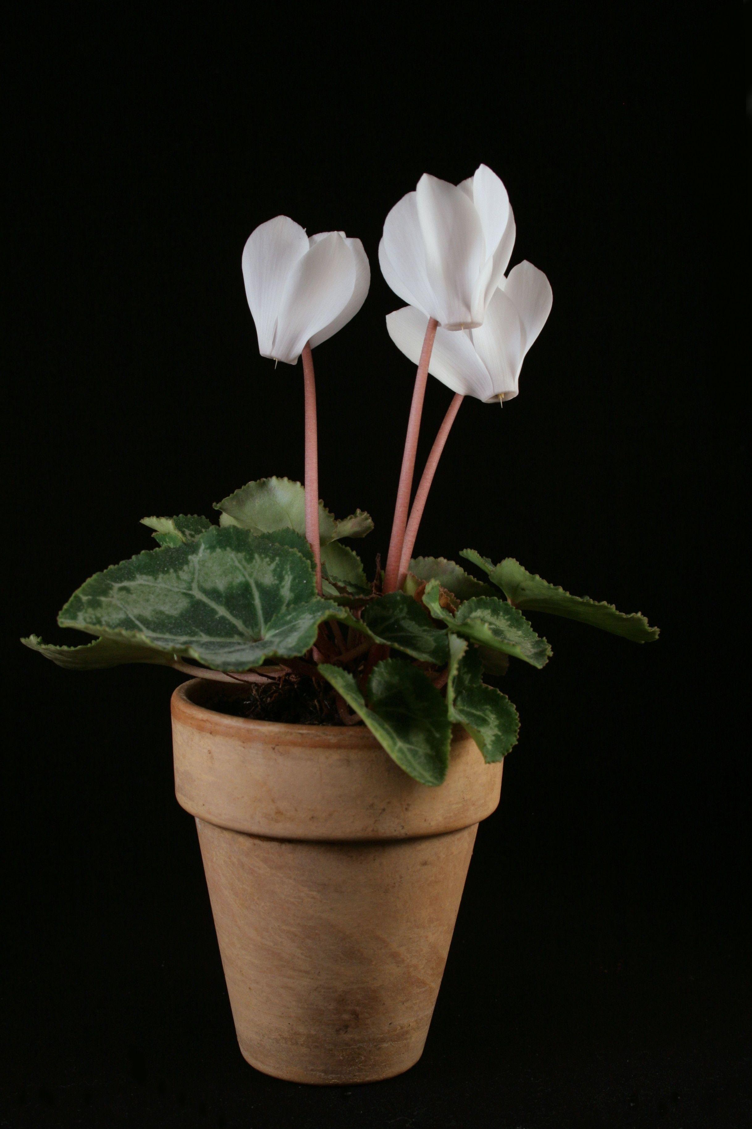 2435x3653 white petal flowers in brown clay flower pot free image