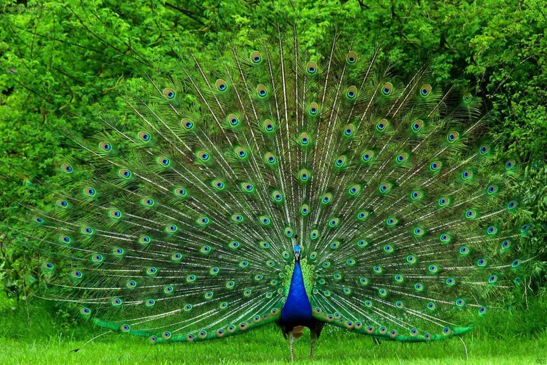 1920x1280 Desktop Peacock HD Wallpaper