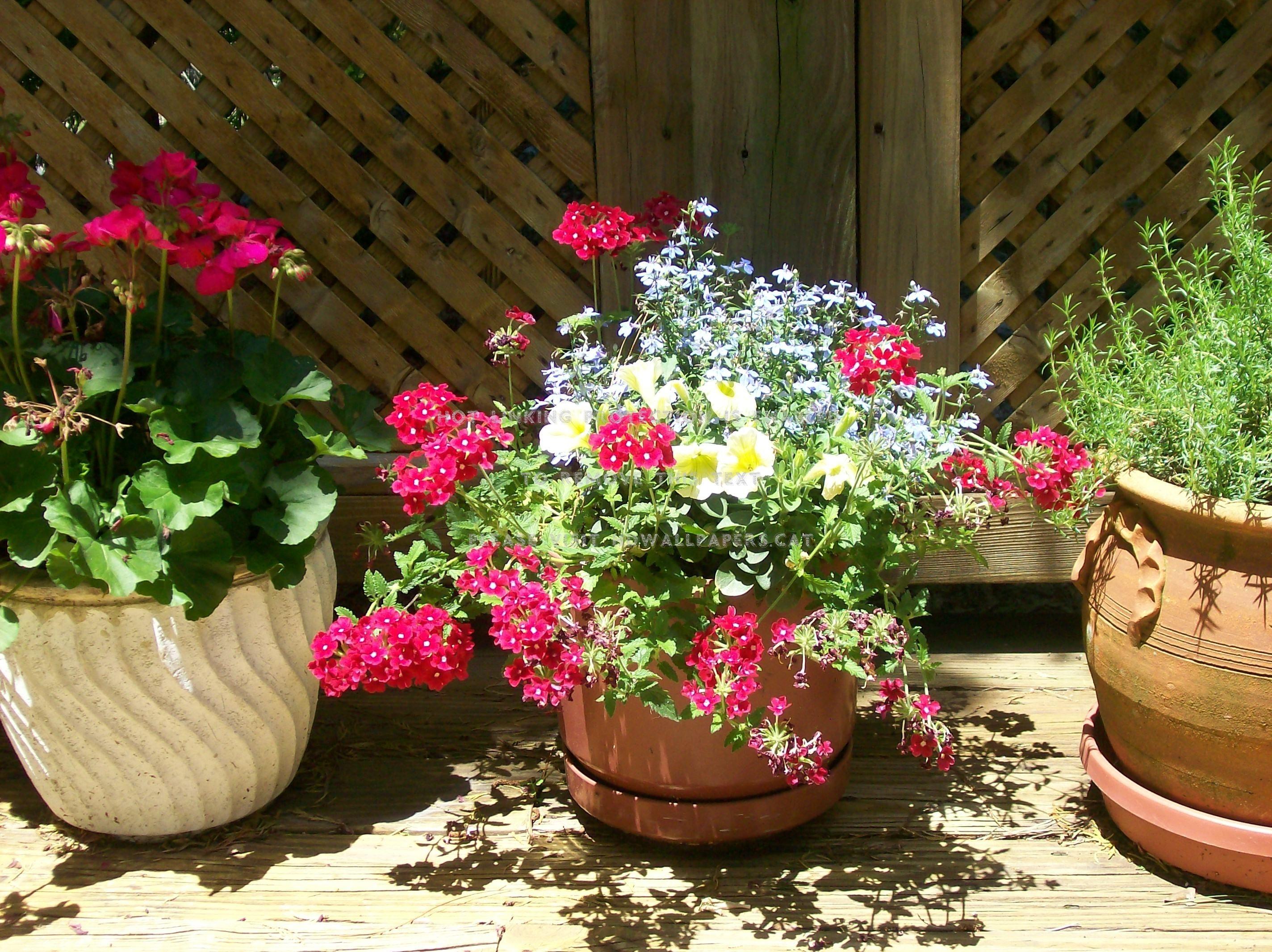 2848x2132 spring deck flowers potted plants nature