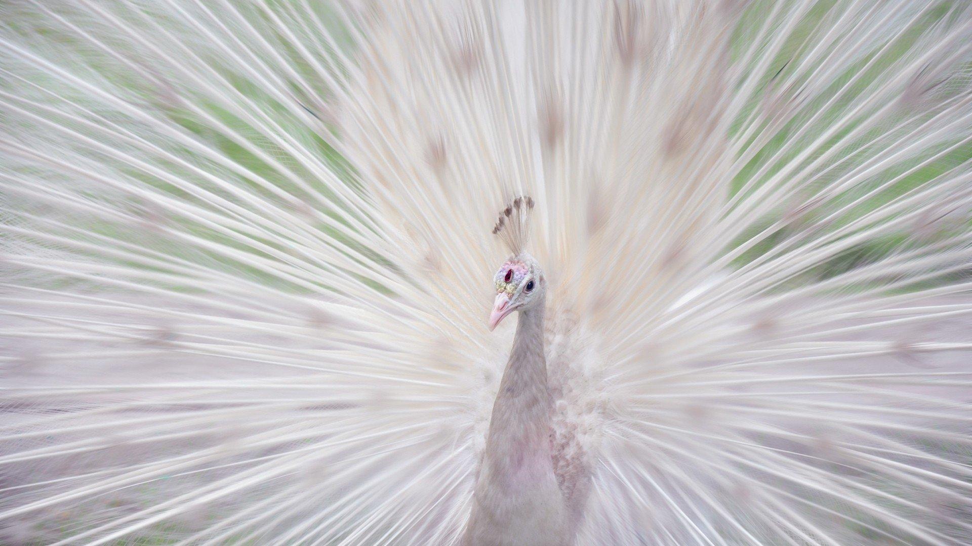 1920x1080 Peacock wallpaper 1920x1080 Full HD (1080p) desktop background