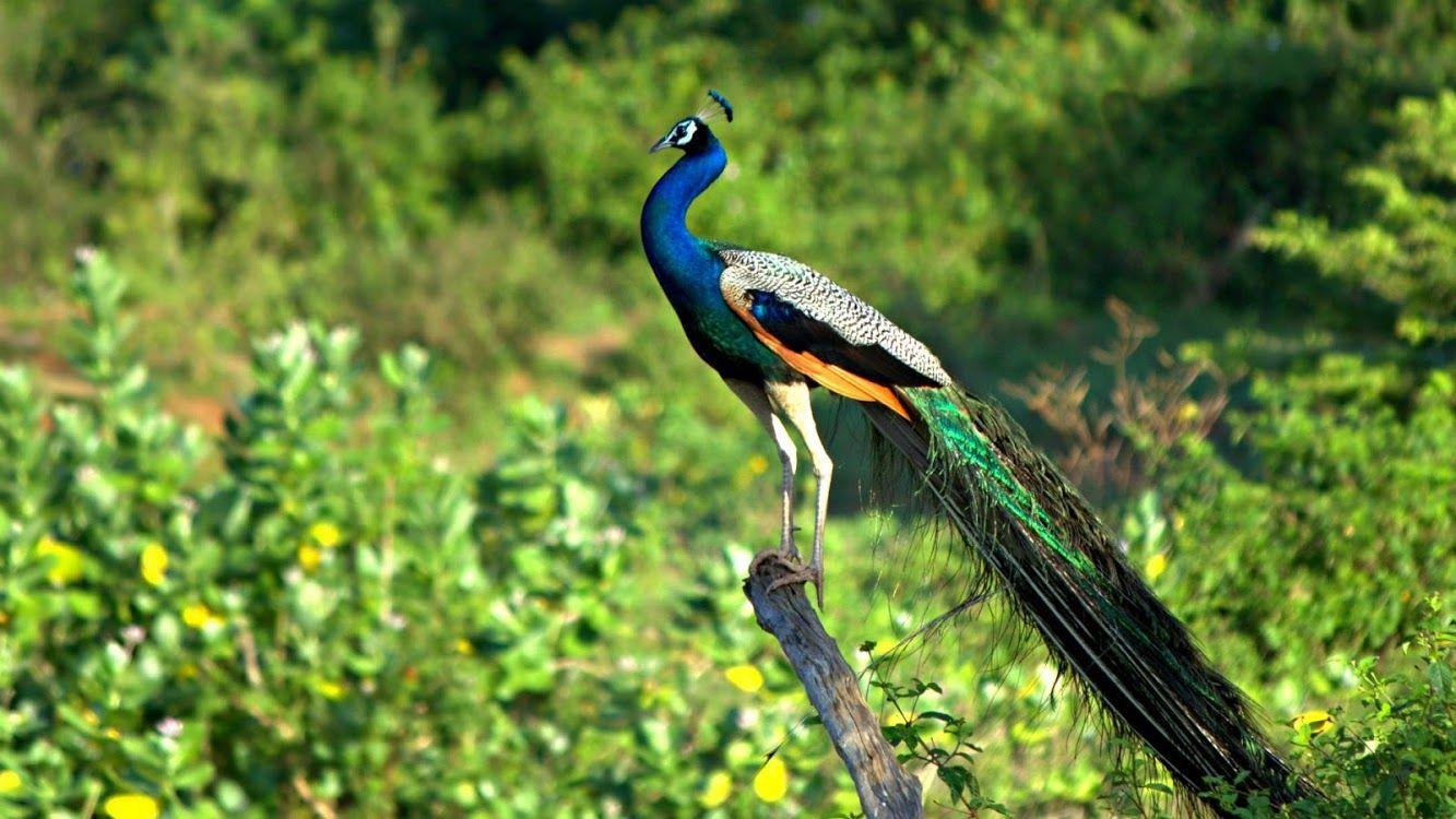 1333x750 Peacock Live Wallpaper : 7fon & LWP