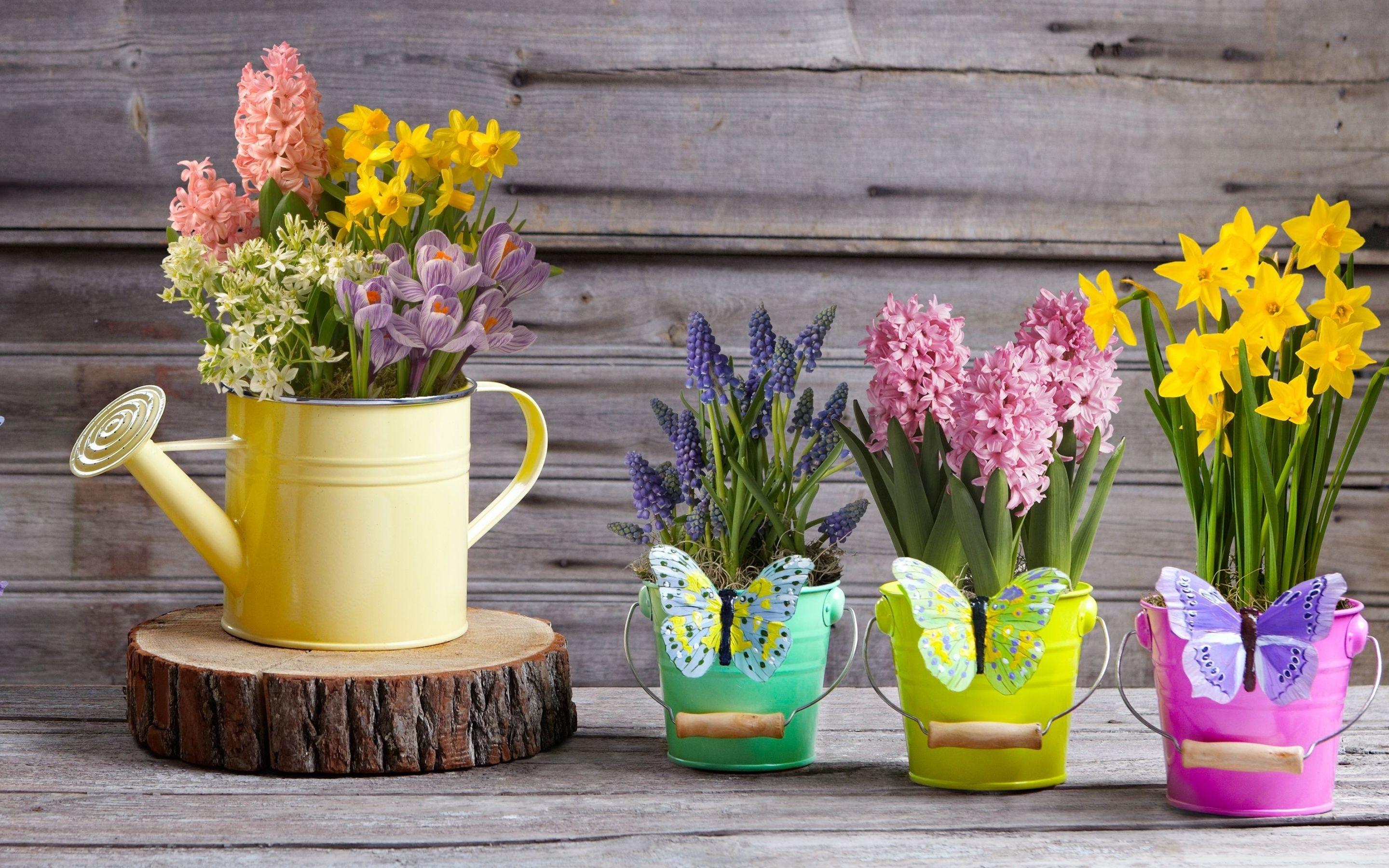 Potted Flowers Wallpapers - Top Free Potted Flowers Backgrounds