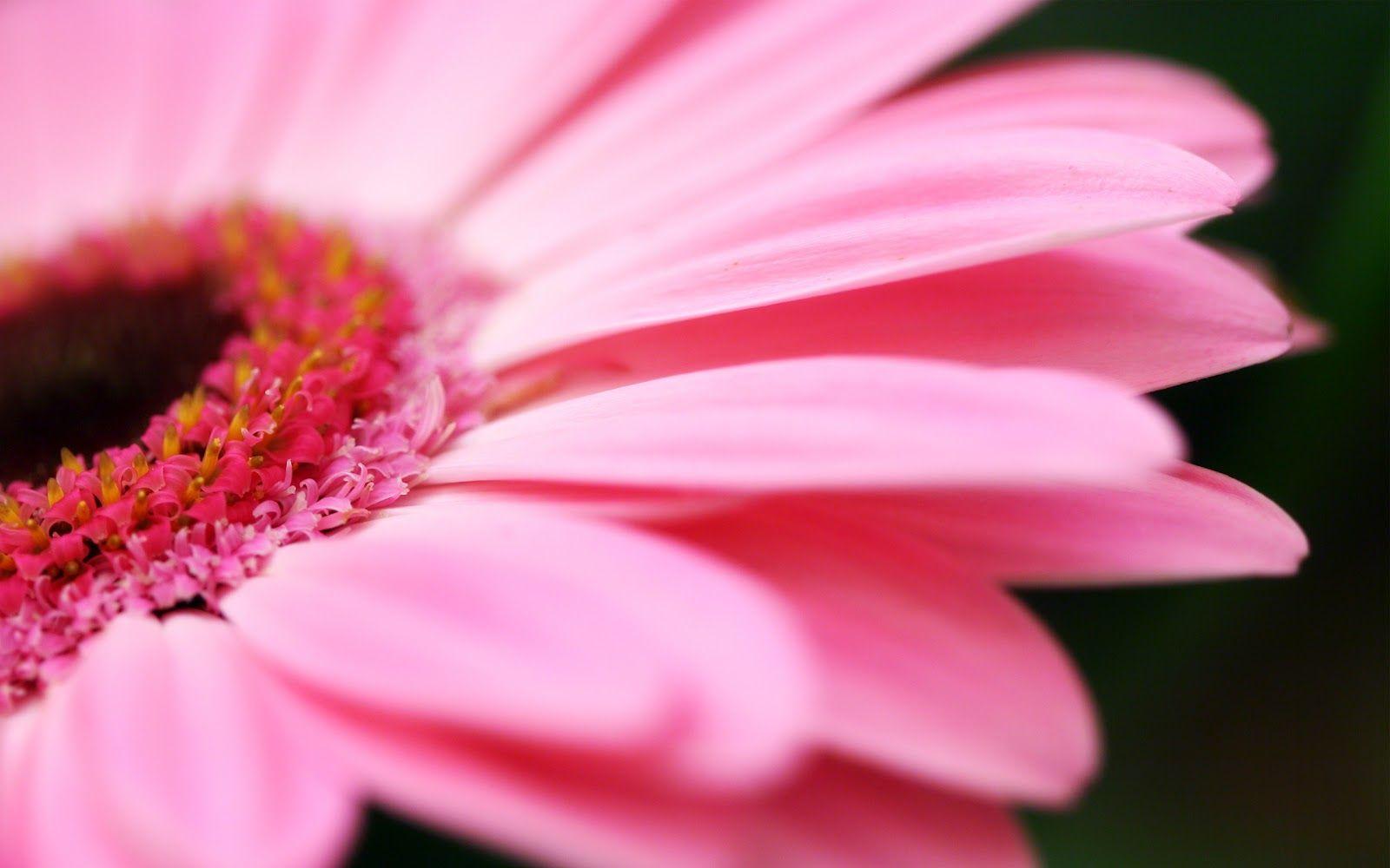 1600x1000 Info Wallpaper: pink flower wallpaper