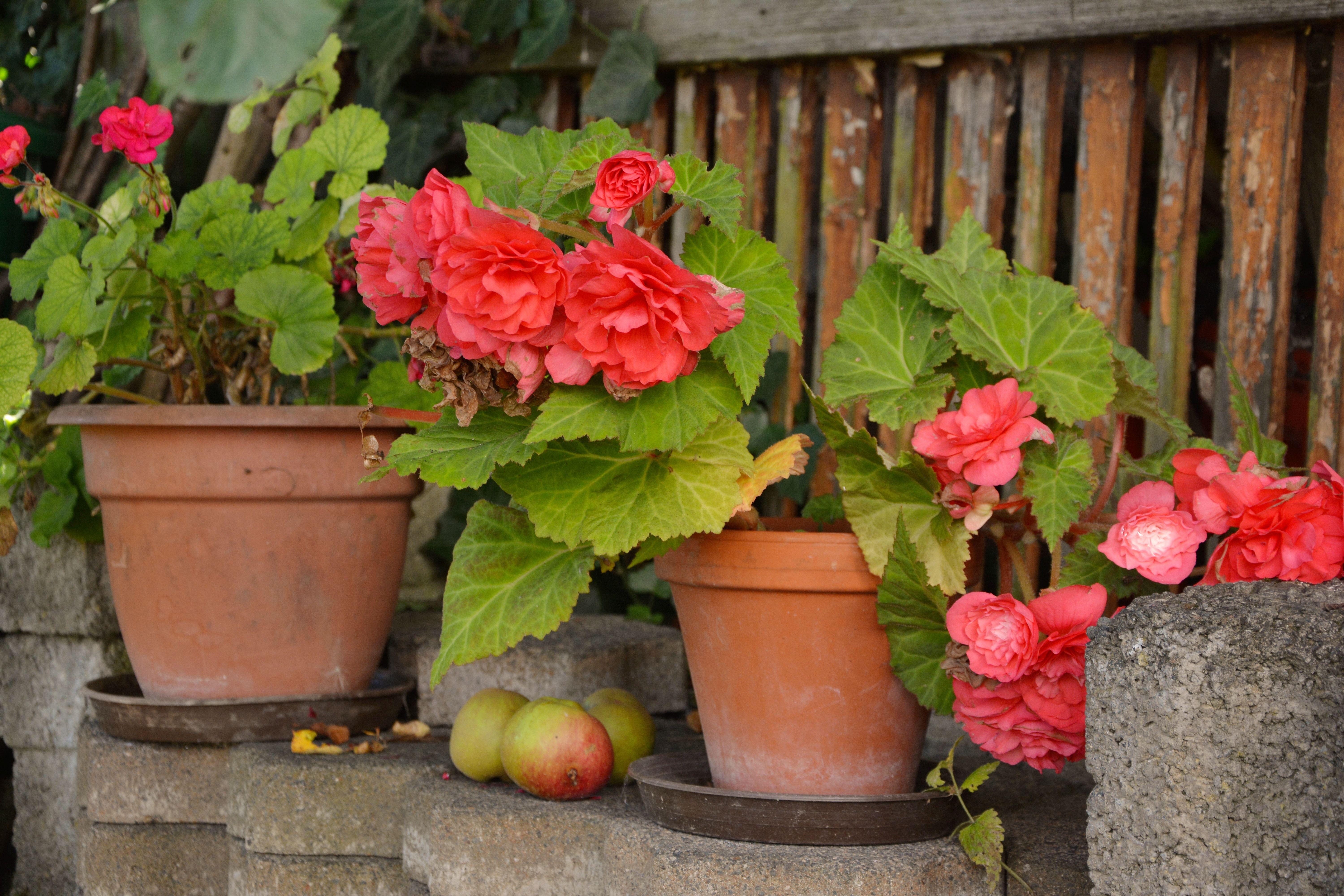 6000x4000 yellow and red potted flowers free image