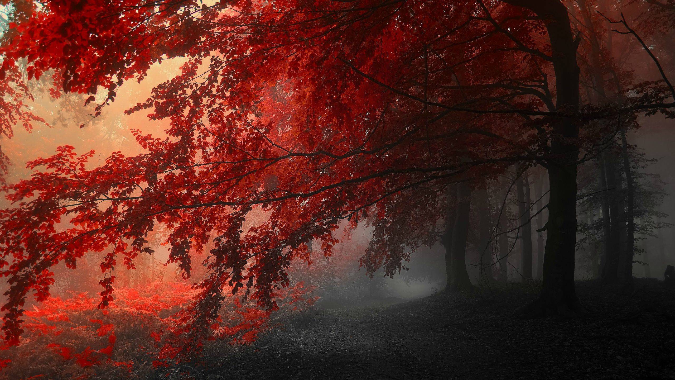 2560x1440 Red Forest wallpaperx1440