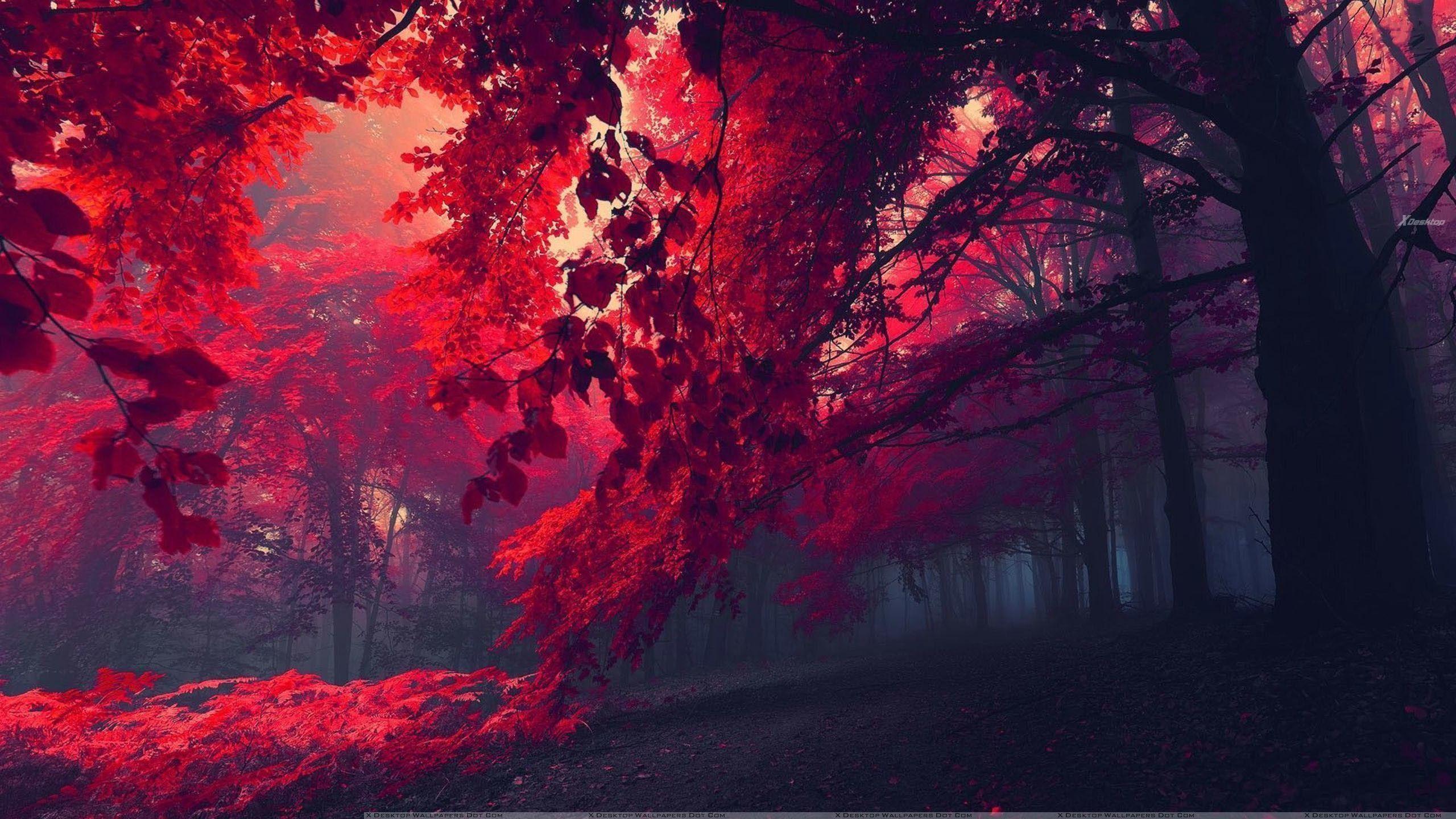 2560x1440 Beautiful Red Forest[2560x1440]
