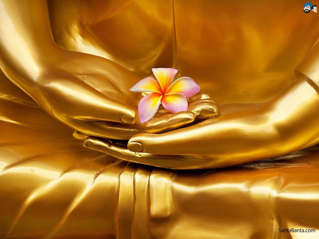 1024x768 Frangipani Wallpaper