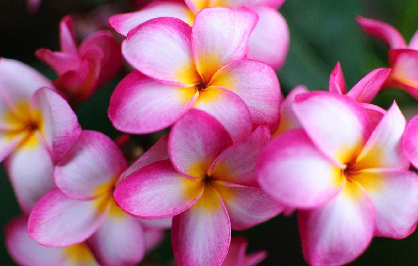 1332x850 Wallpaper white, flowers, pink, beauty, exotic, plumeria, frangipani image for desktop, section цветы